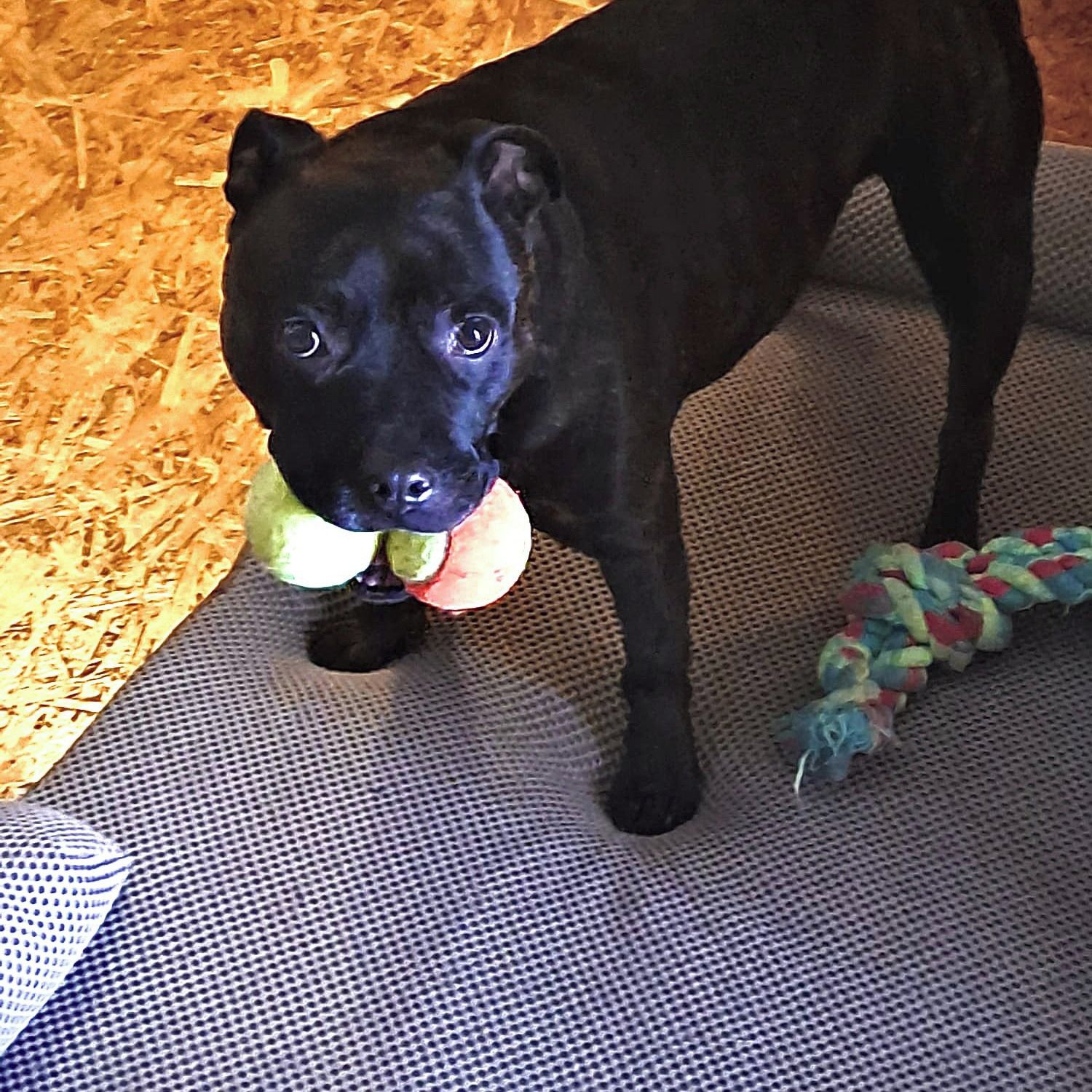 Soutěžní fotografie - Bára,  Stafordšírský bullterier