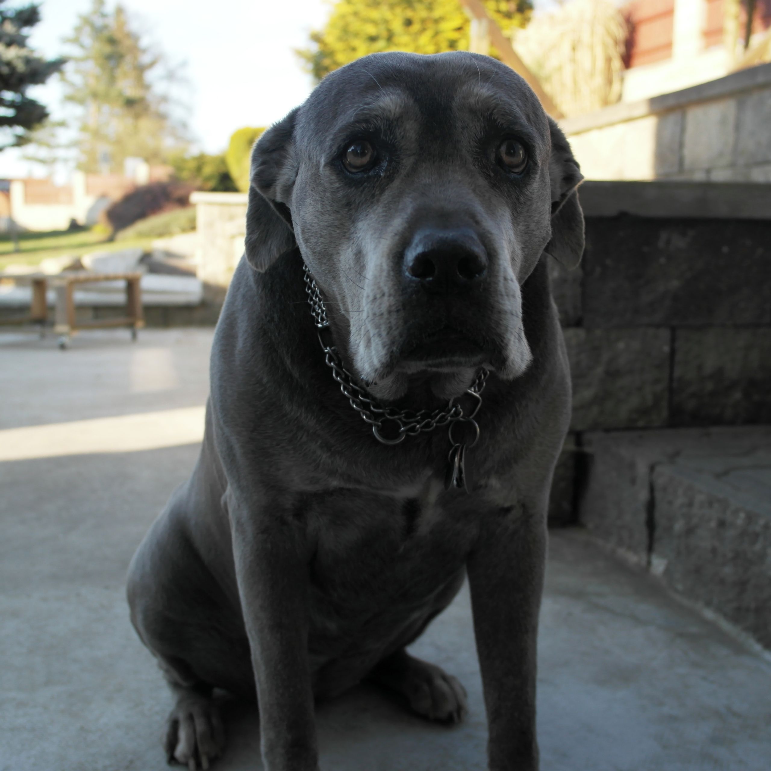 Soutěžní fotografie - Enie,  Italský corso pes