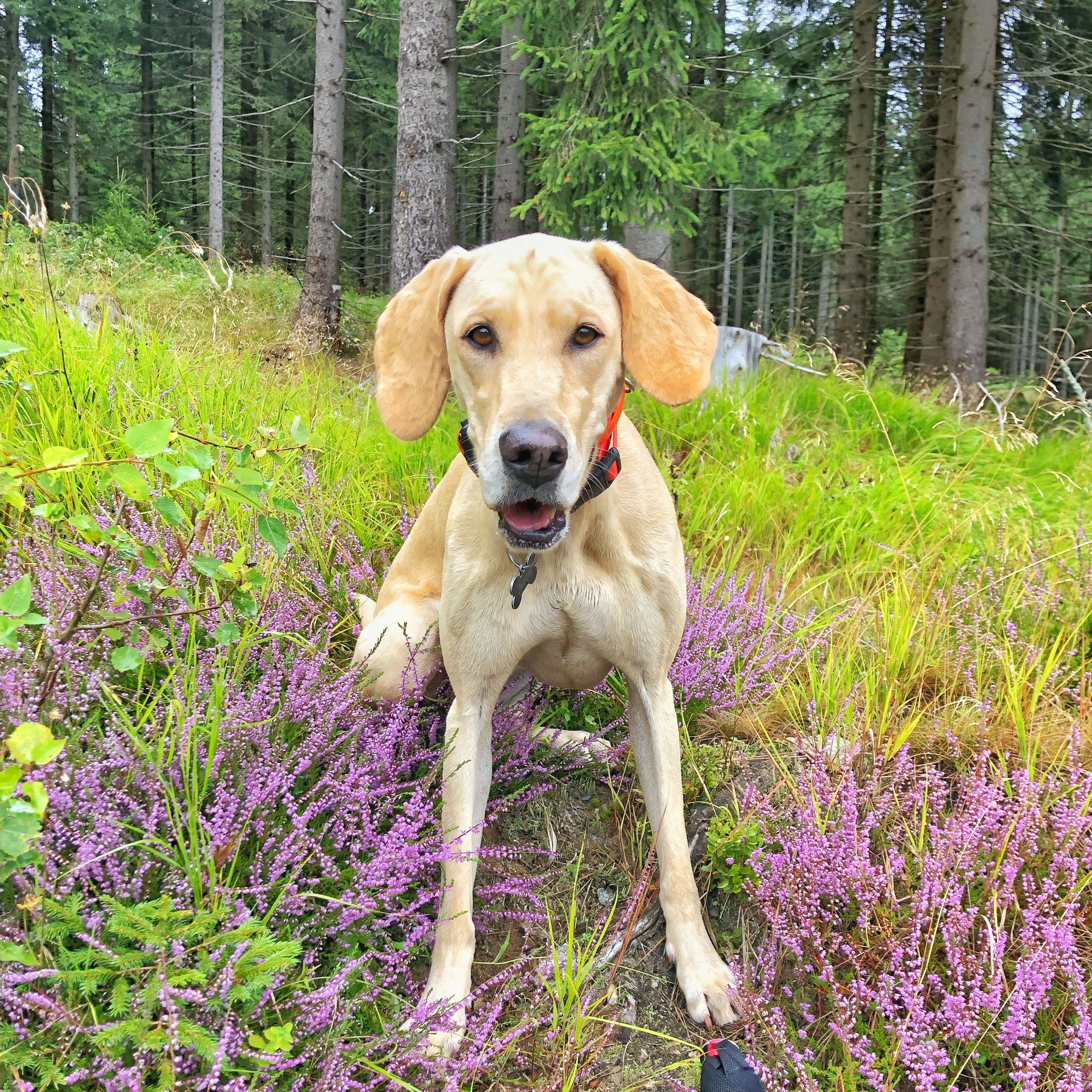 Soutěžní fotografie - Jessie,  Ostatní