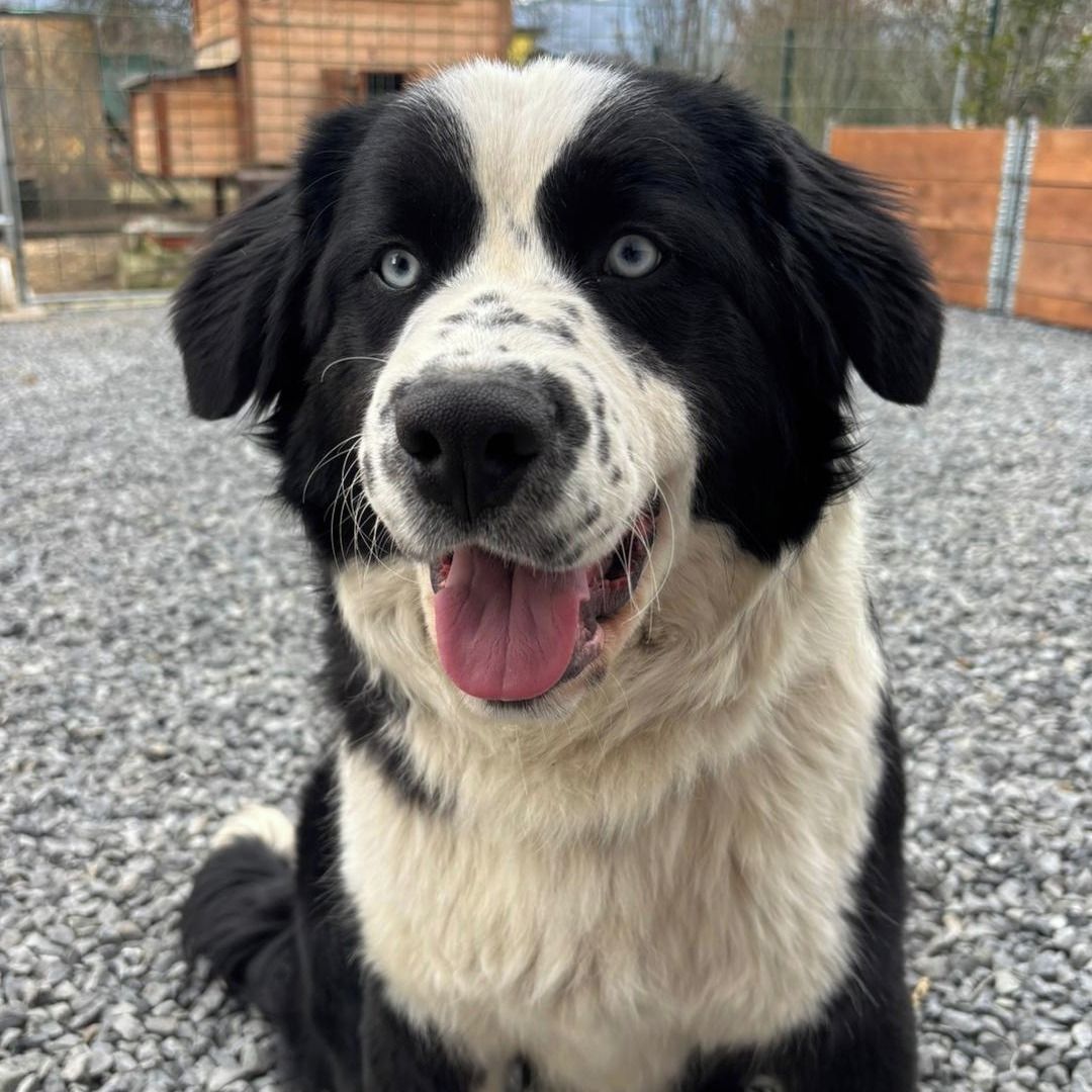 Soutěžní fotografie - DASTY,  Australský ovčák