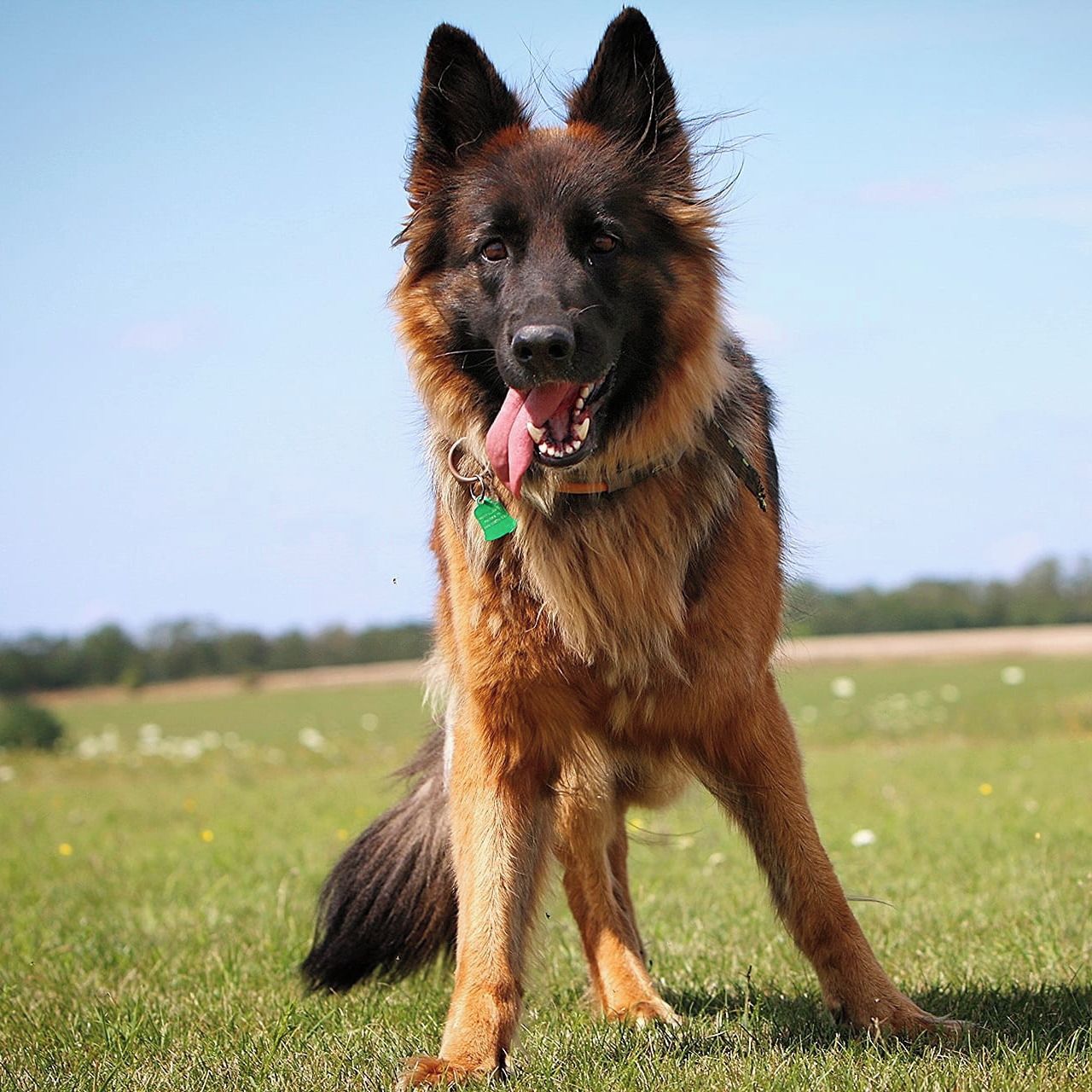 Soutěžní fotografie - Rozárka,  Německý ovčák