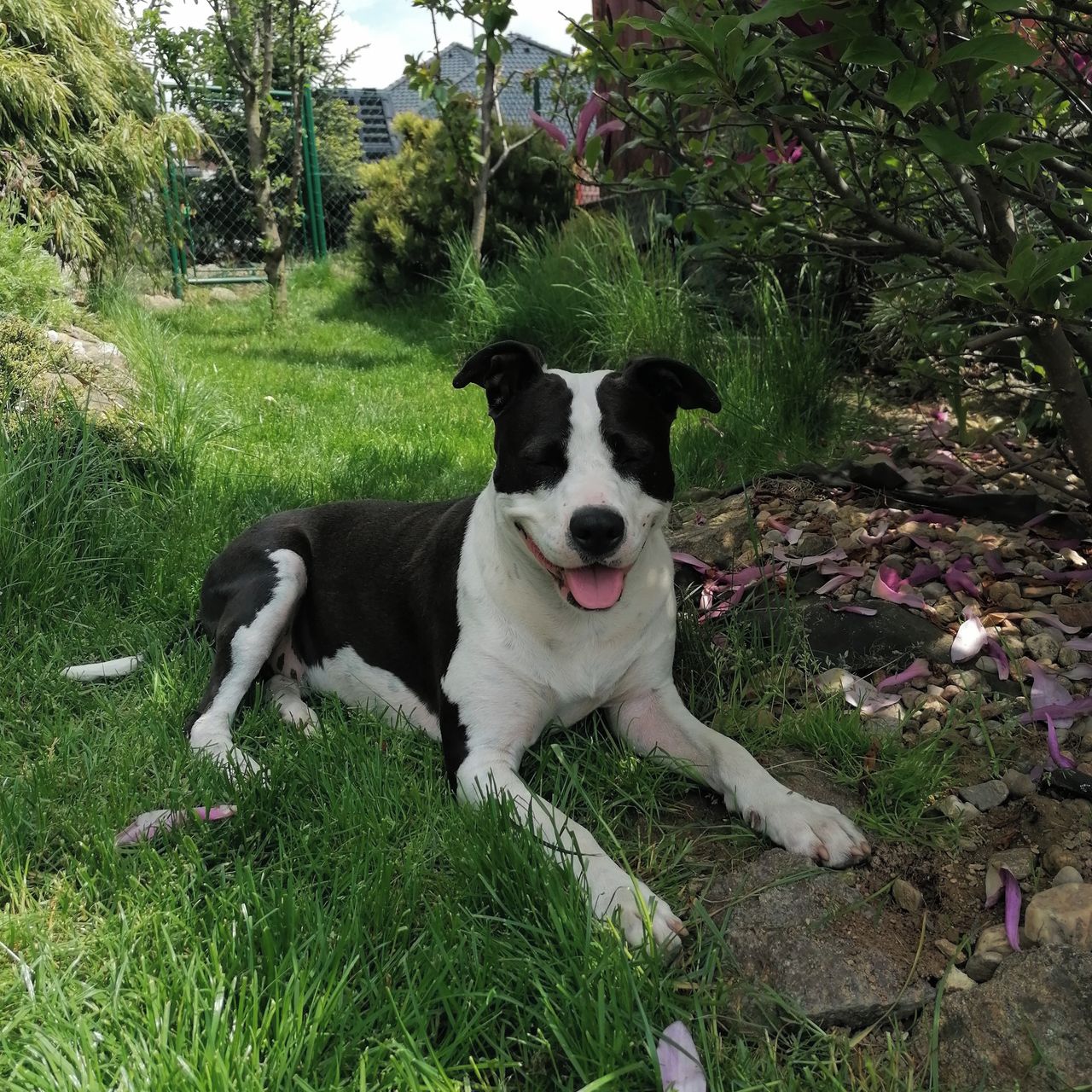 Soutěžní fotografie - Majlinka,  Americký stafordširský terier