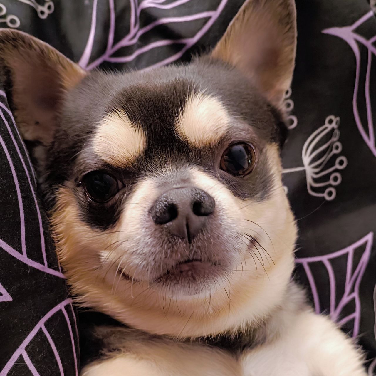 Soutěžní fotografie - Buddy,  Čivava krátkosrstá