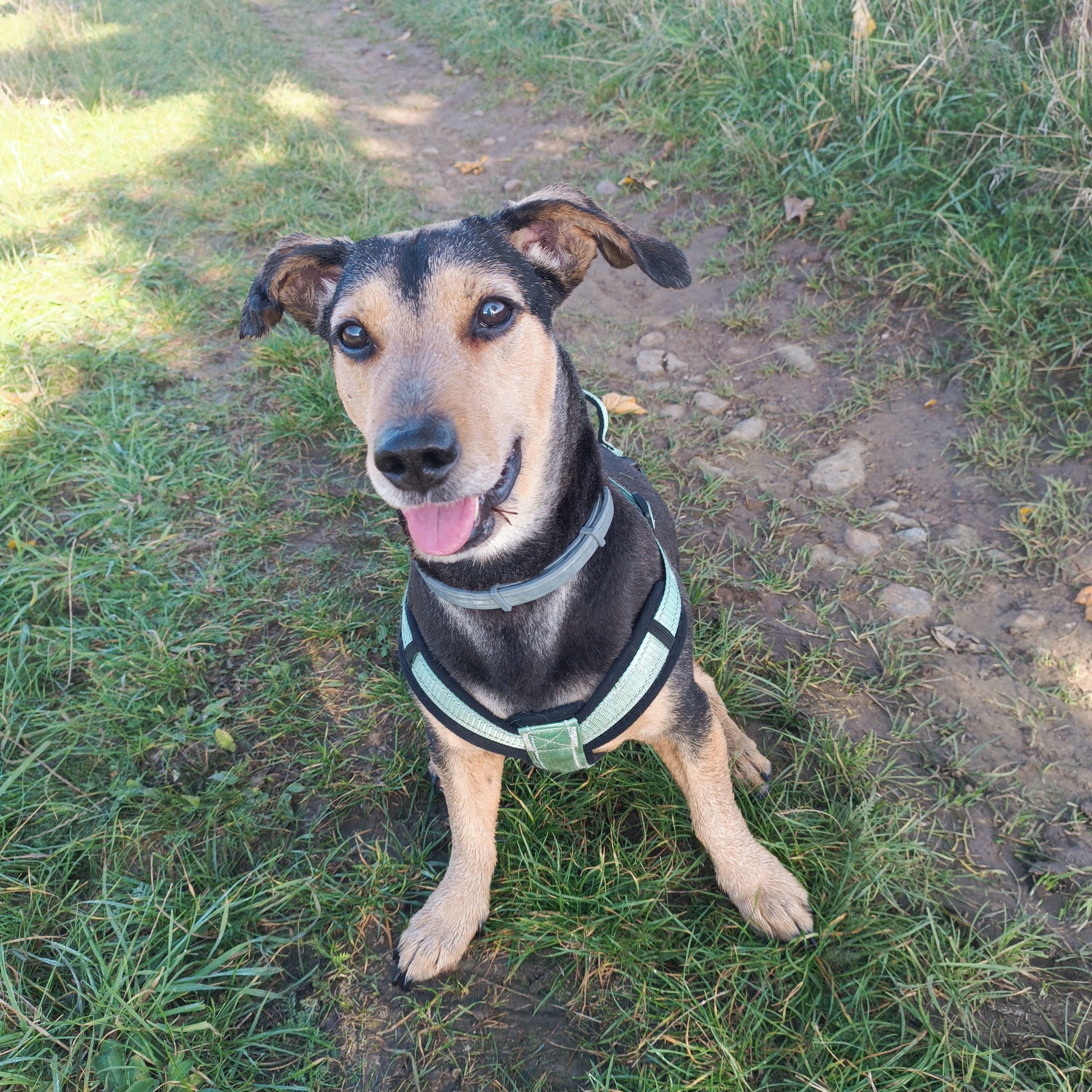 Soutěžní fotografie - Morgen,  Jezevčík