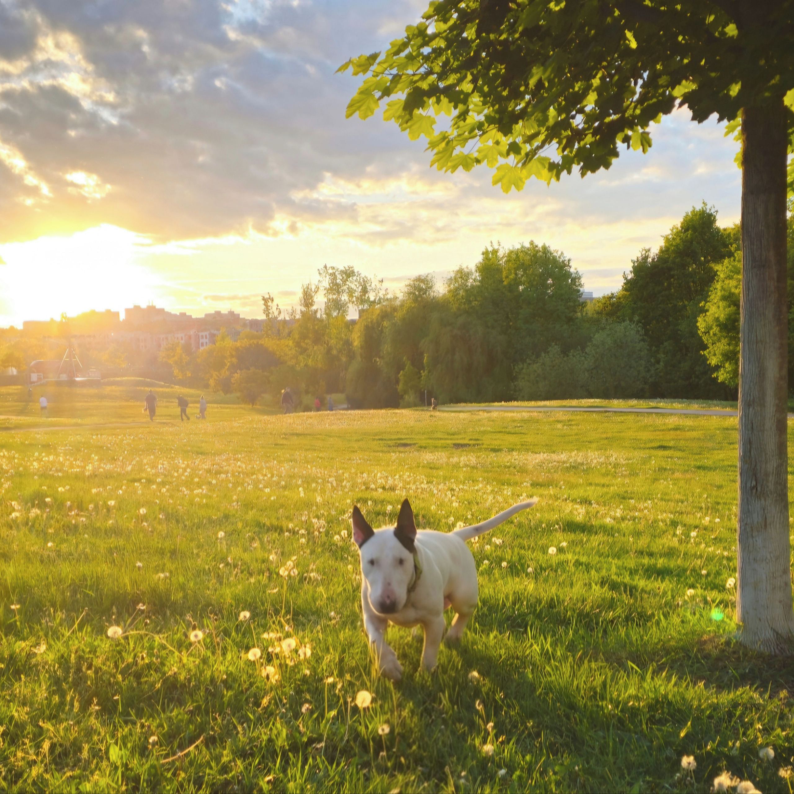 Soutěžní fotografie - Yanis,  Bulteriér