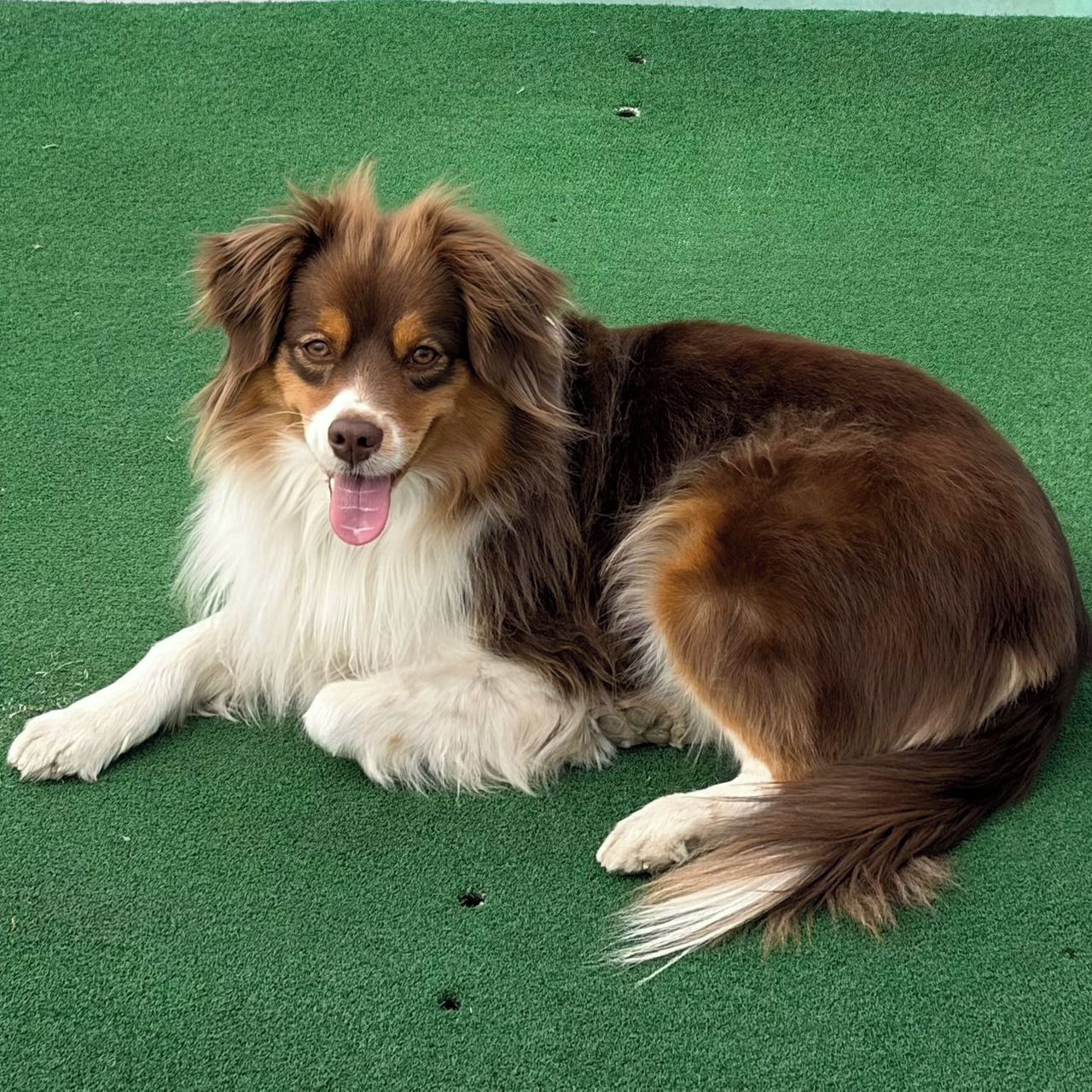 Soutěžní fotografie - Illy,  Miniaturní americký ovčák