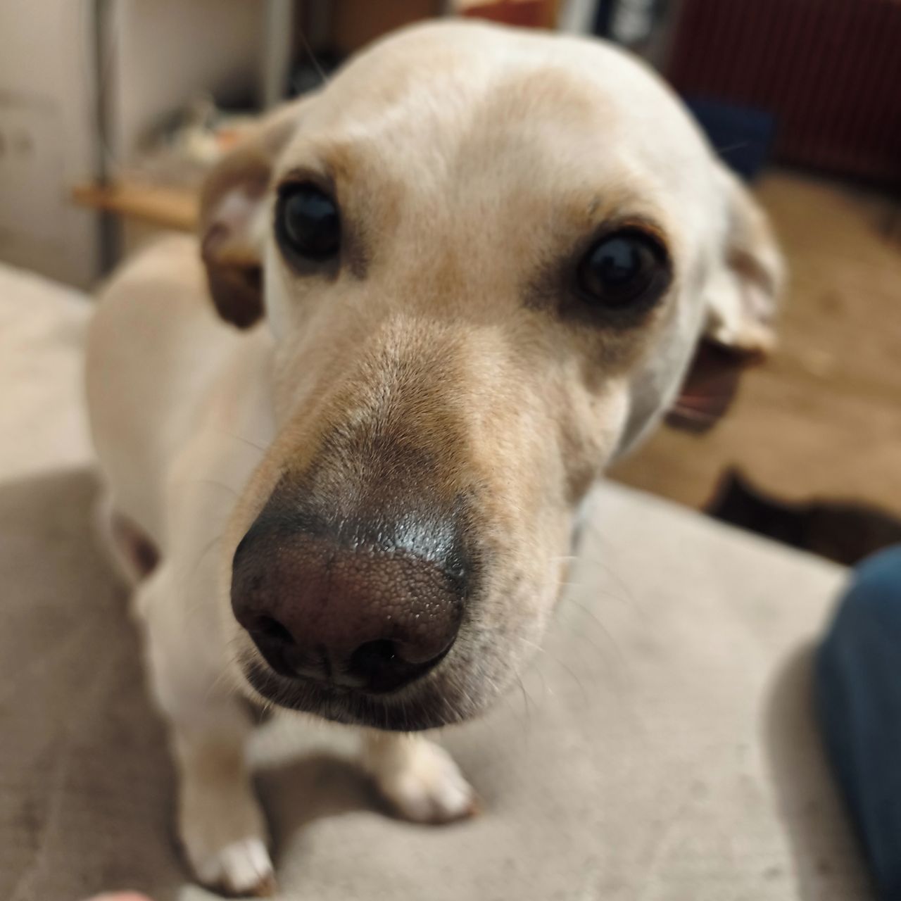 Soutěžní fotografie - Alfons,  Ostatní