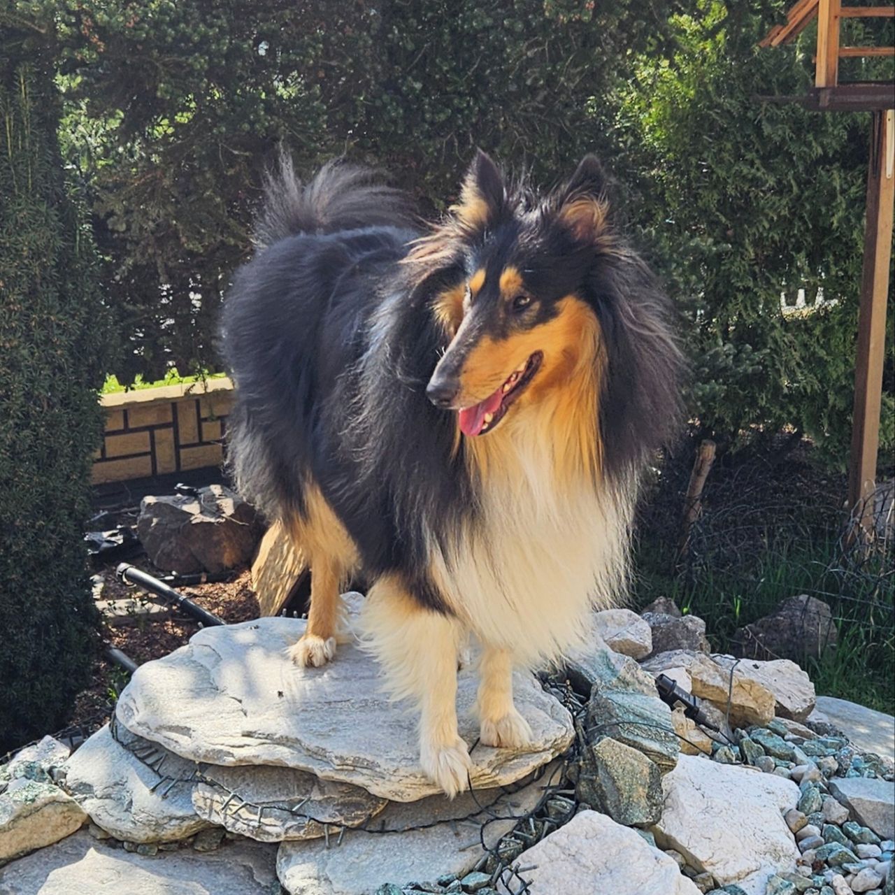 Soutěžní fotografie - Grant,  Kolie dlouhosrstá