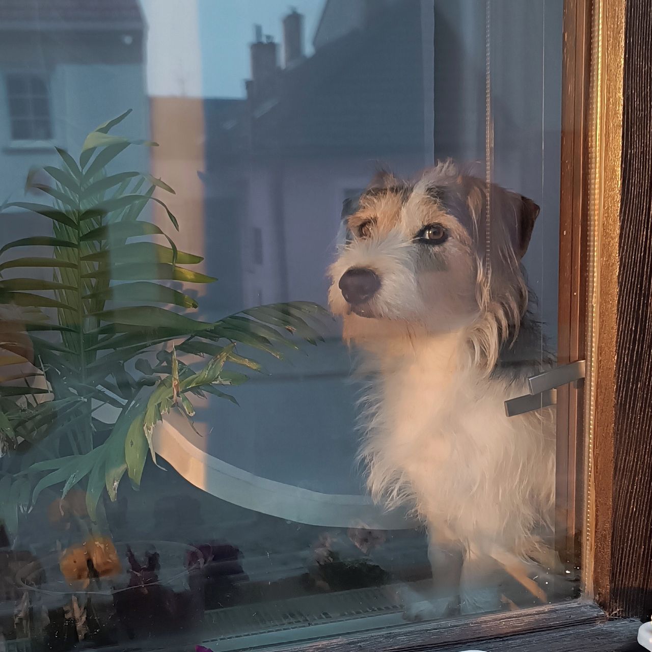 Soutěžní fotografie - Čárlí,  Ostatní