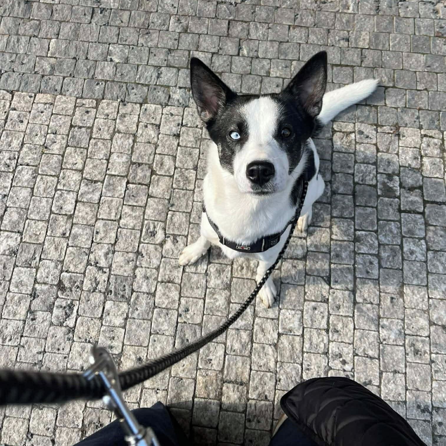 Soutěžní fotografie - Balú,  Ostatní