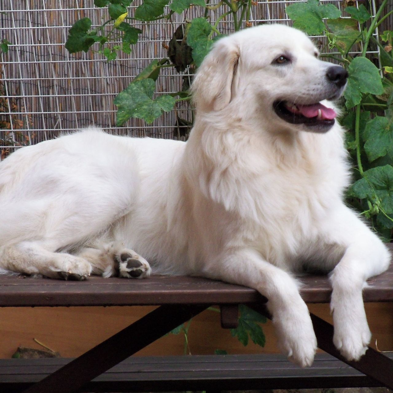 Soutěžní fotografie - Berry,  Slovenský čuvač