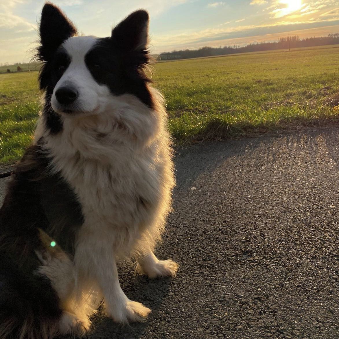 Soutěžní fotografie - EMIČKA,  Border kolie