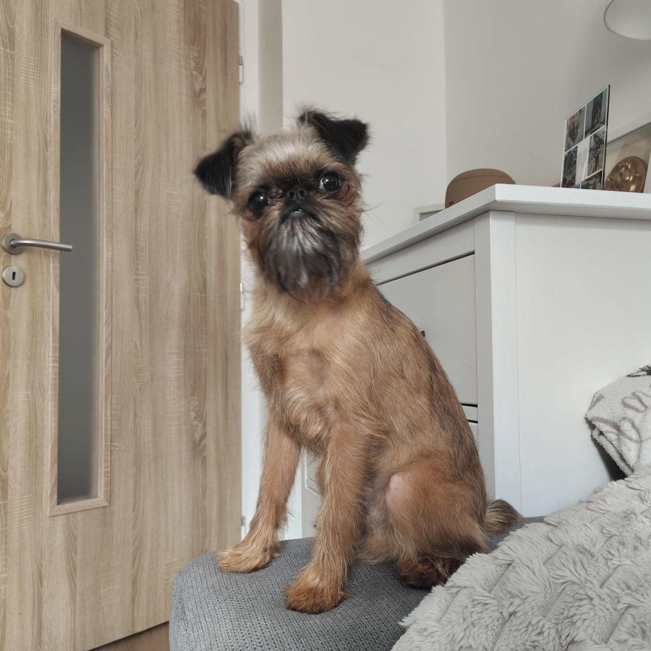 Soutěžní fotografie - Griffin,  Bruselský grifonek