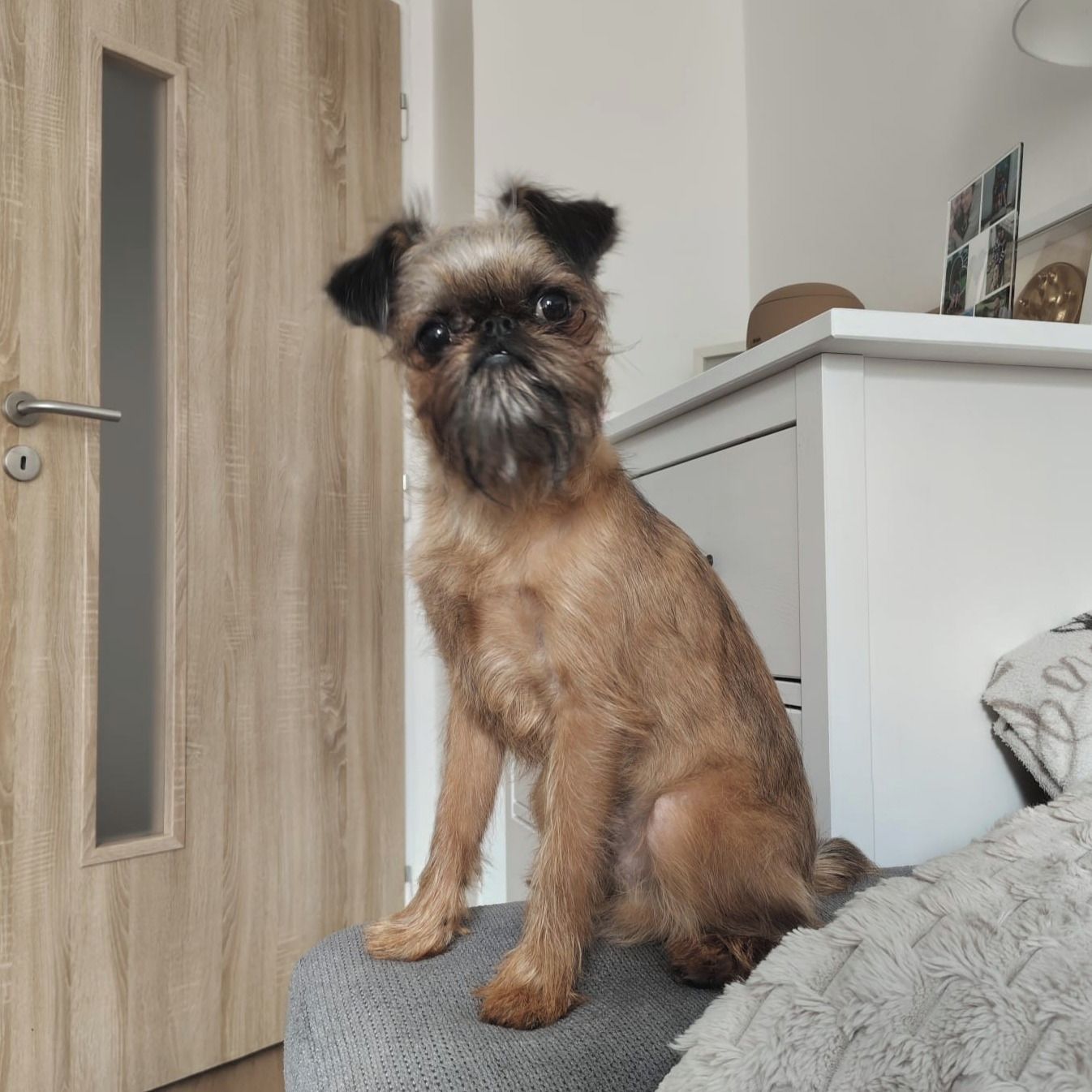 Soutěžní fotografie - Griffin,  Bruselský grifonek