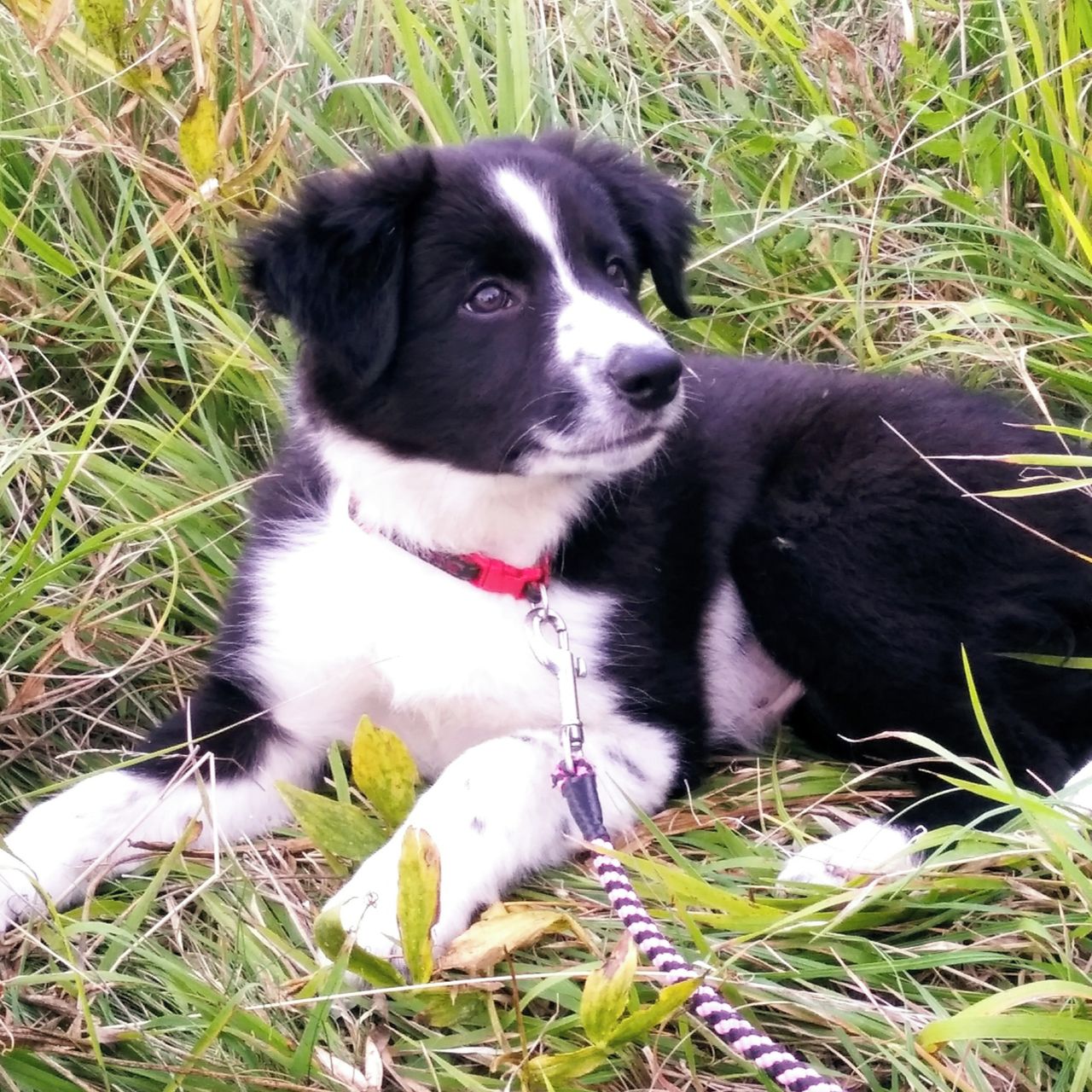 Soutěžní fotografie - Eny,  Border kolie