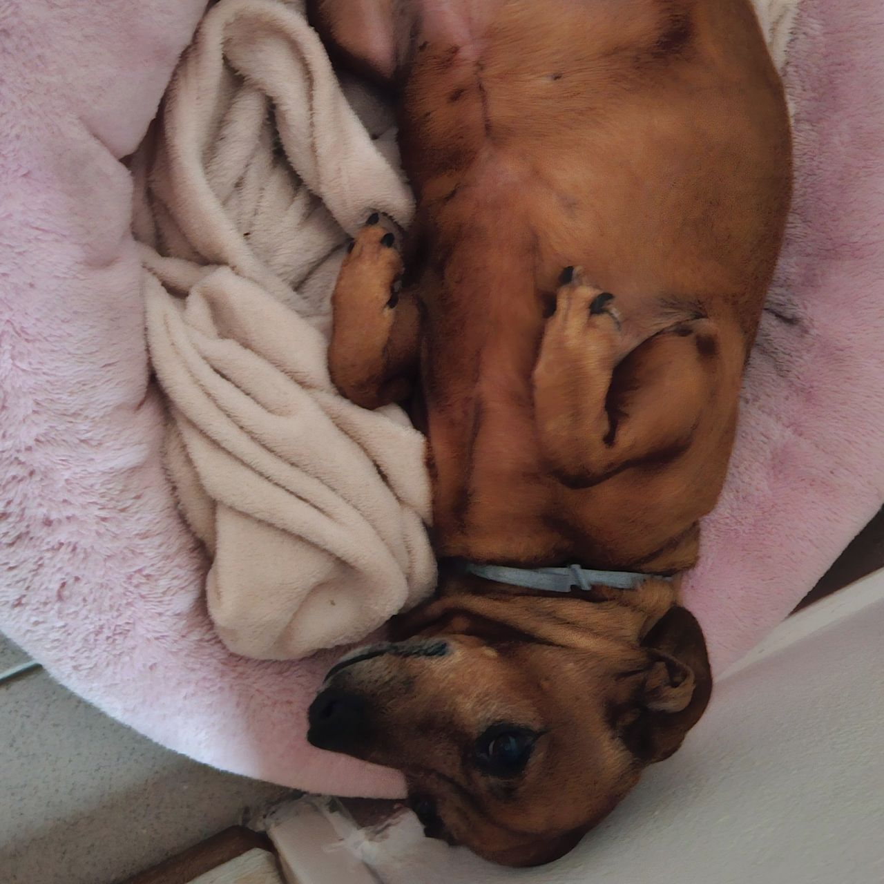 Soutěžní fotografie - Dášenka,  Jezevčík