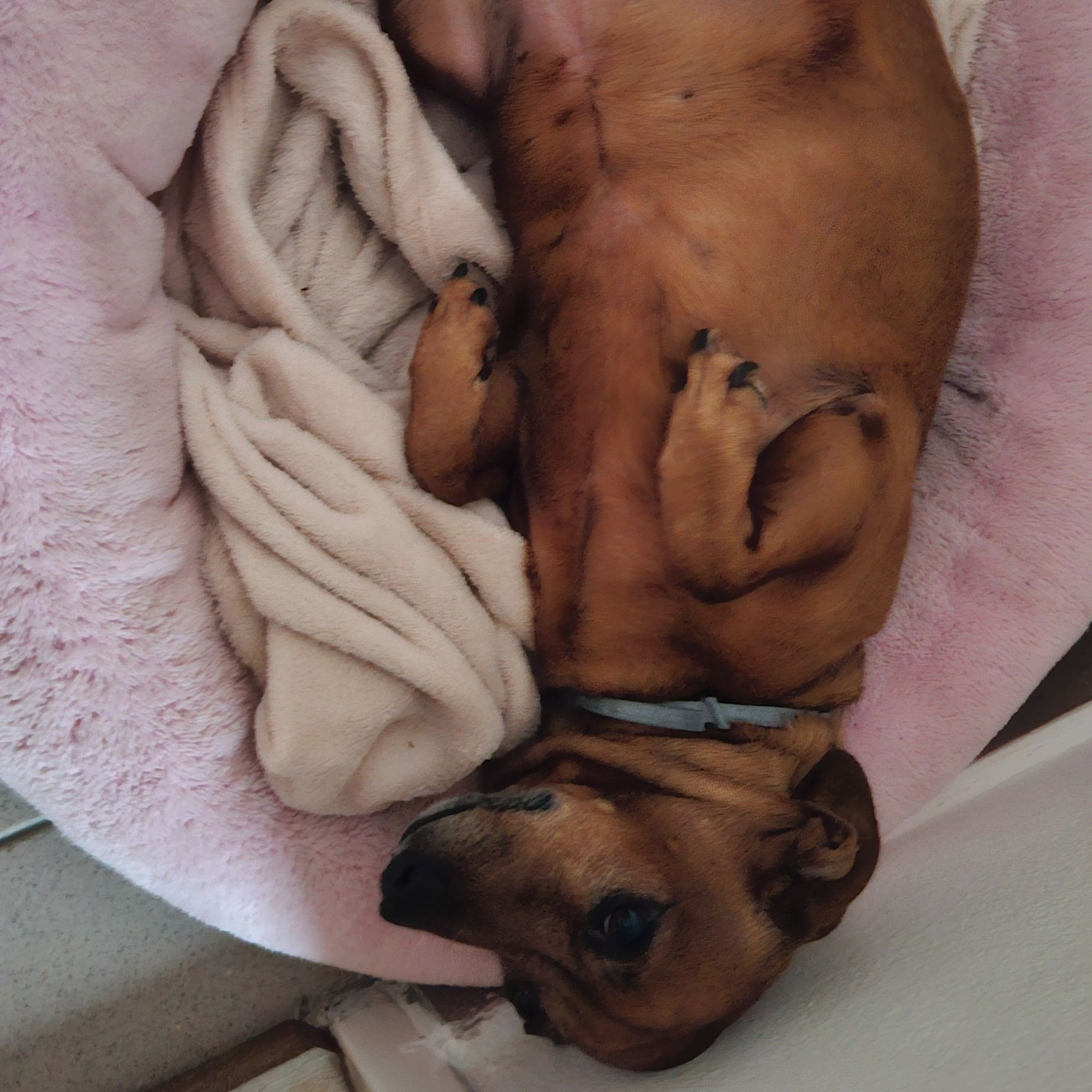 Soutěžní fotografie - Dášenka,  Jezevčík