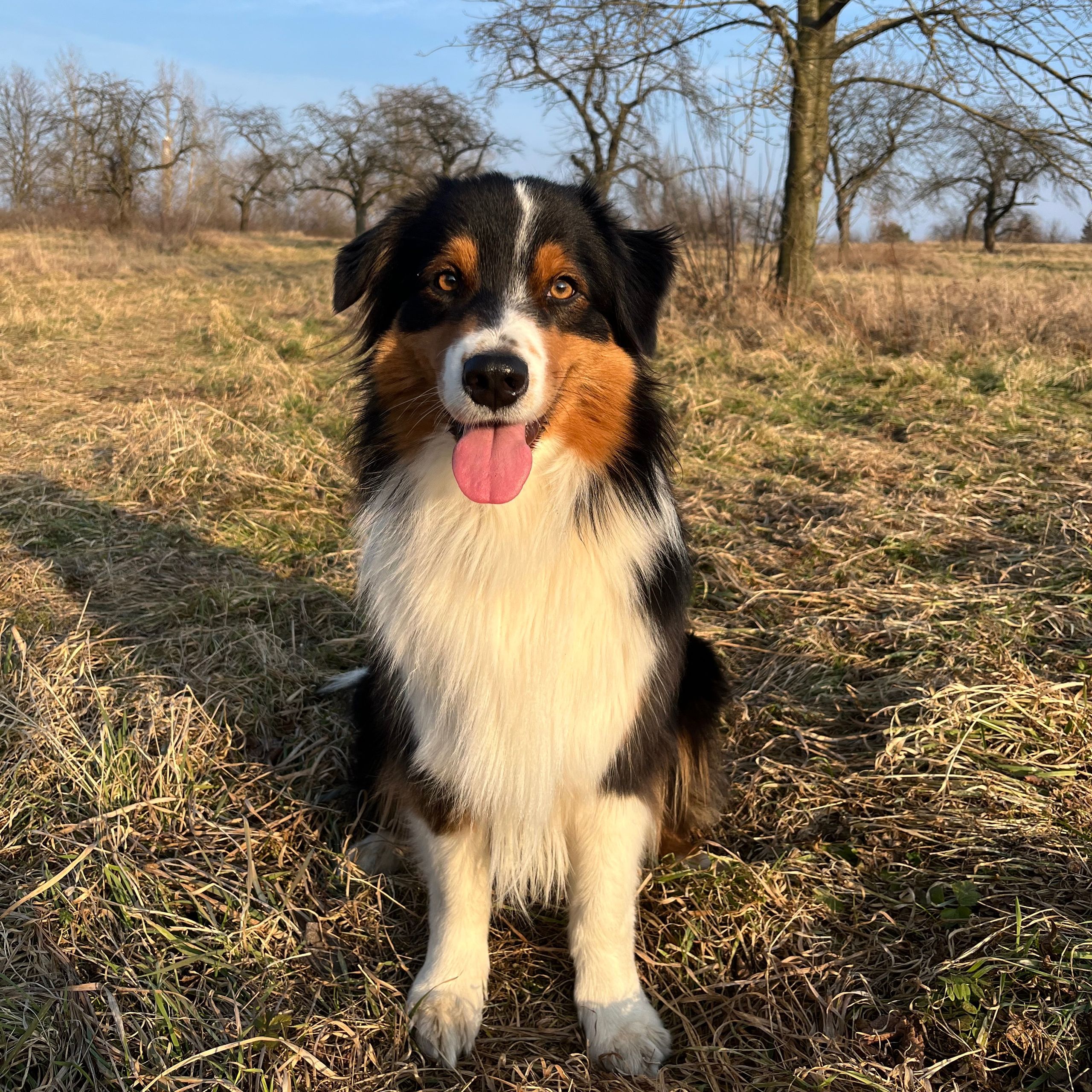 Soutěžní fotografie - Rosie,  Australský ovčák