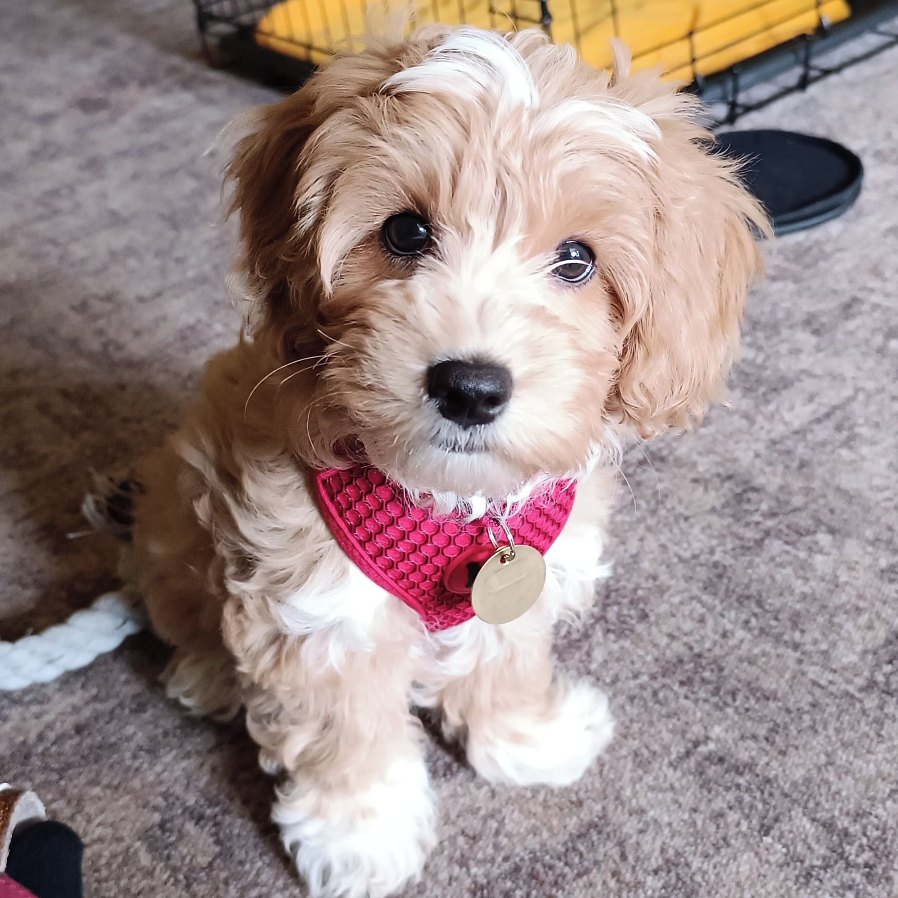 Soutěžní fotografie - Monty,  Ostatní