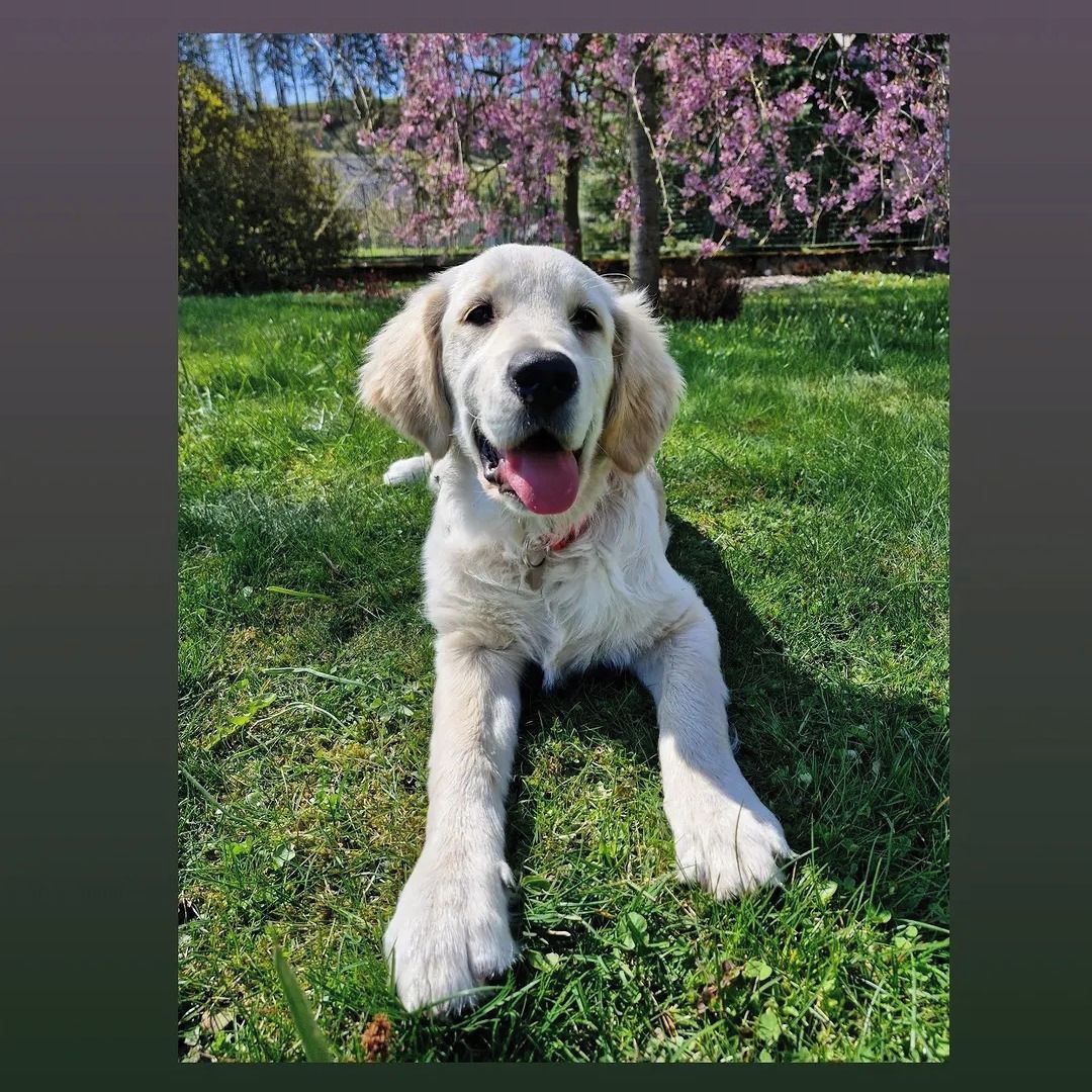 Soutěžní fotografie - Tlapička,  Zlatý retriever