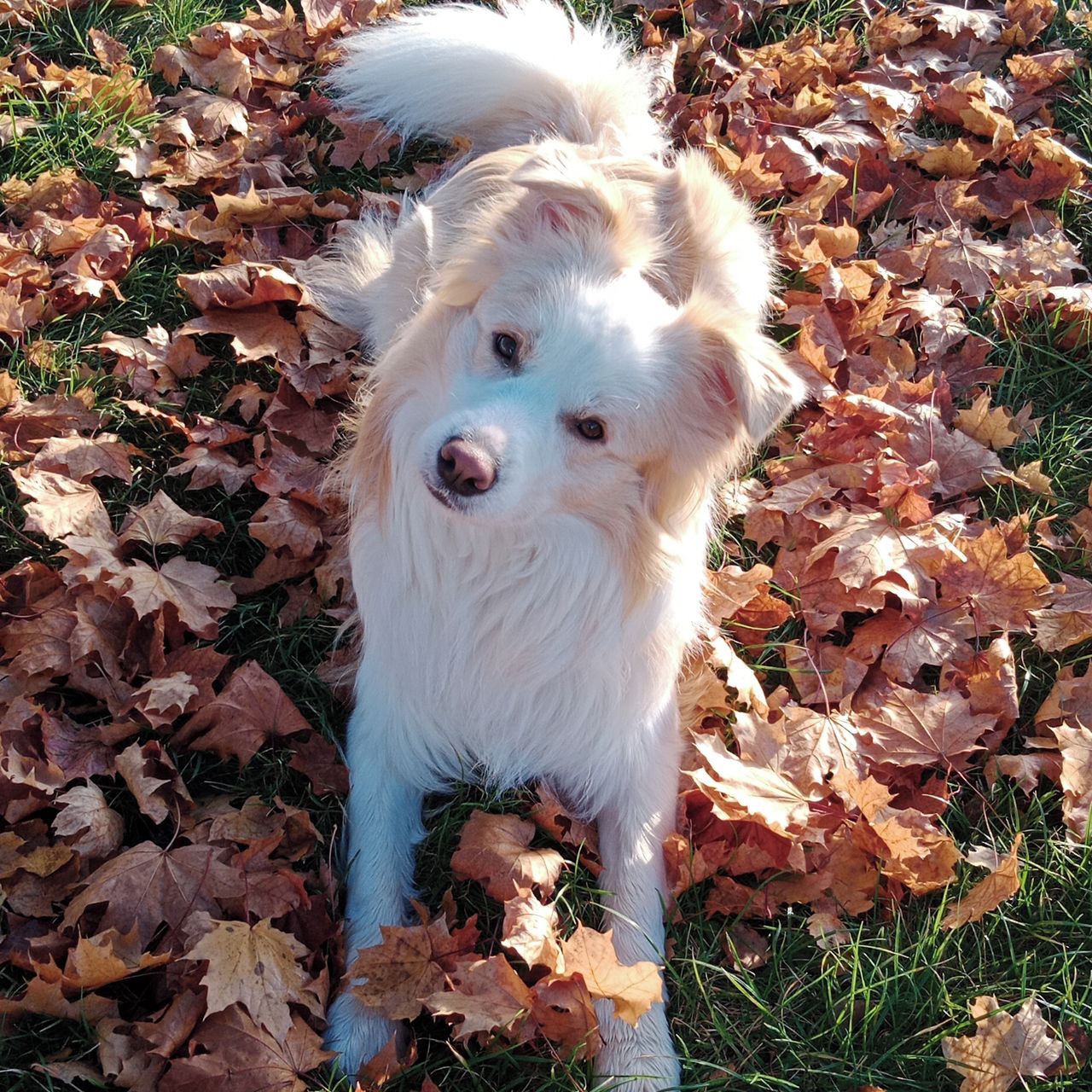 Soutěžní fotografie - Árčí,  Border kolie