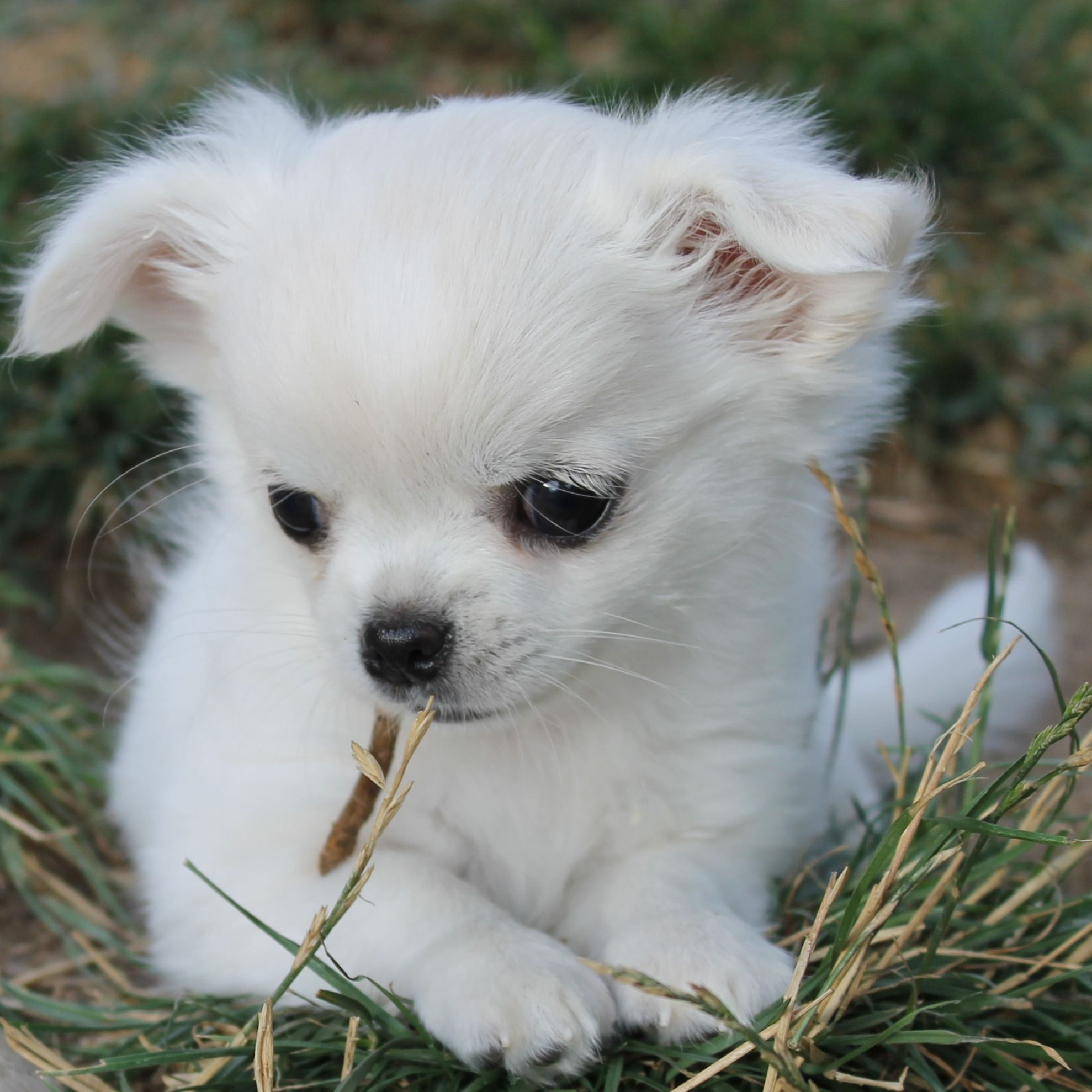 Soutěžní fotografie - Babu,  Čivava