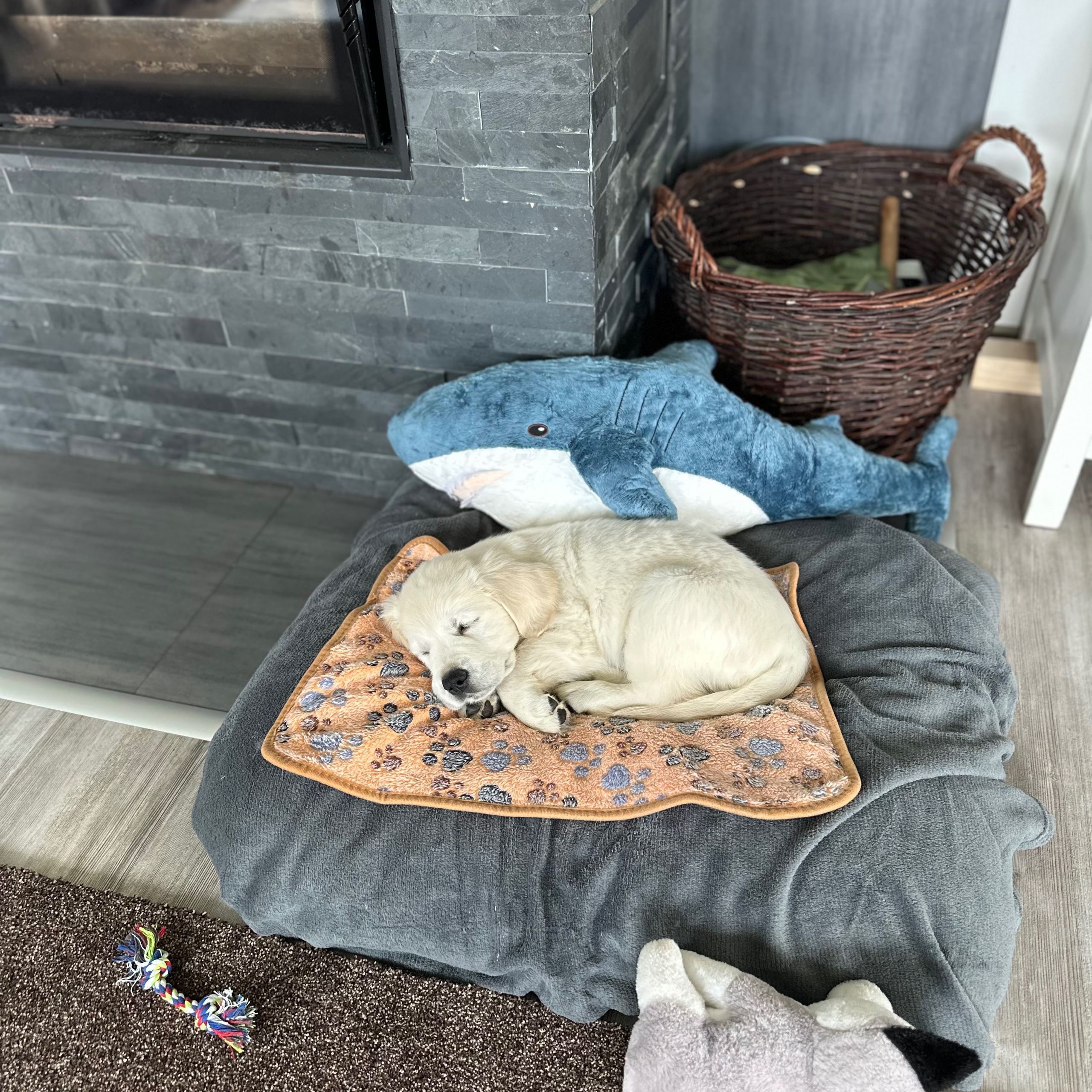 Soutěžní fotografie - Loki,  Zlatý retriever