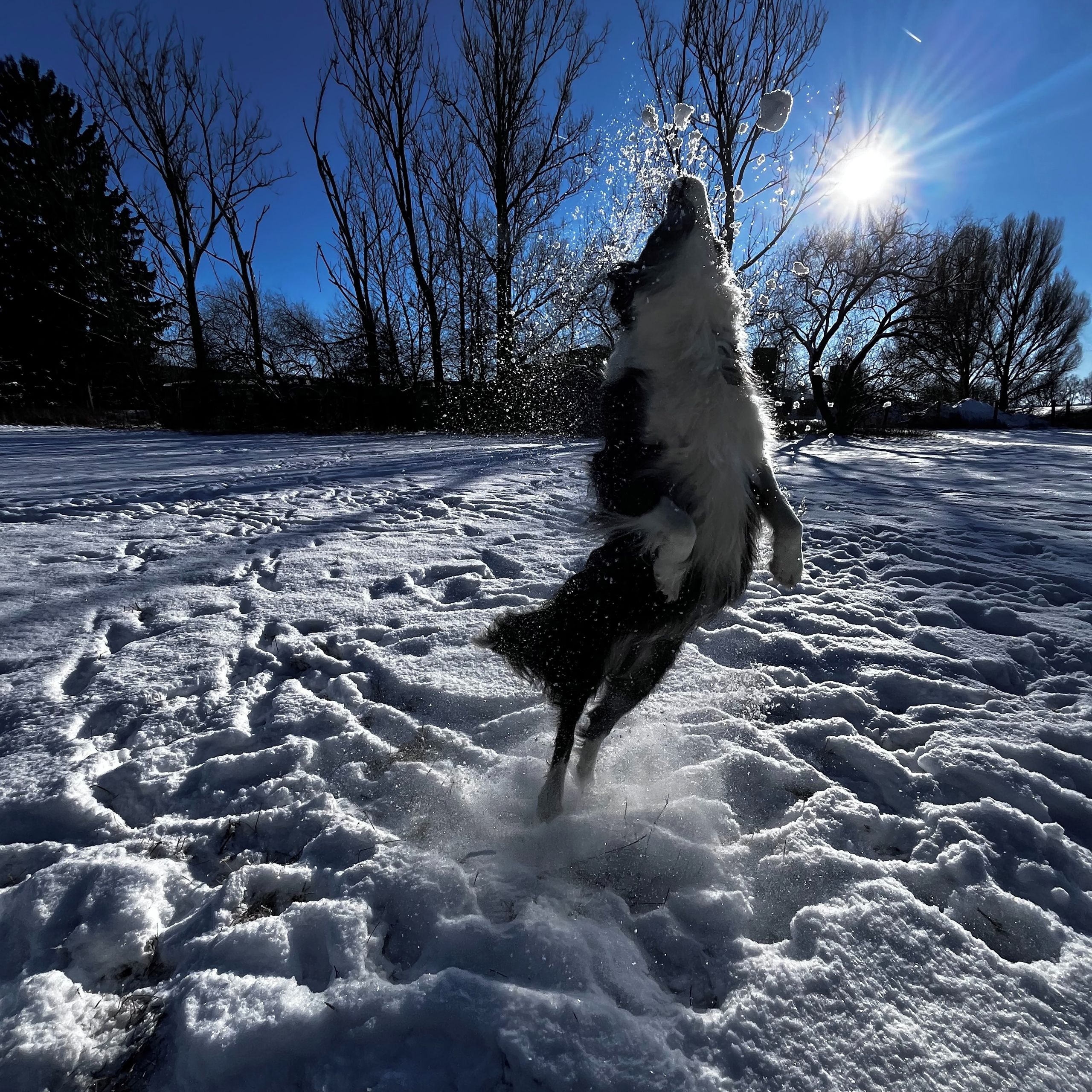 Soutěžní fotografie - Žofinka,  Border kolie