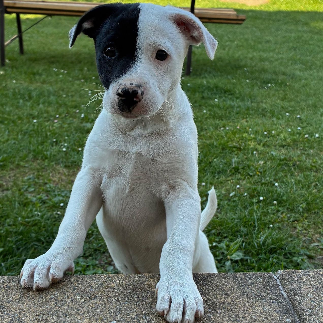 Soutěžní fotografie - Zoltán,  Stafordšírský bullterier