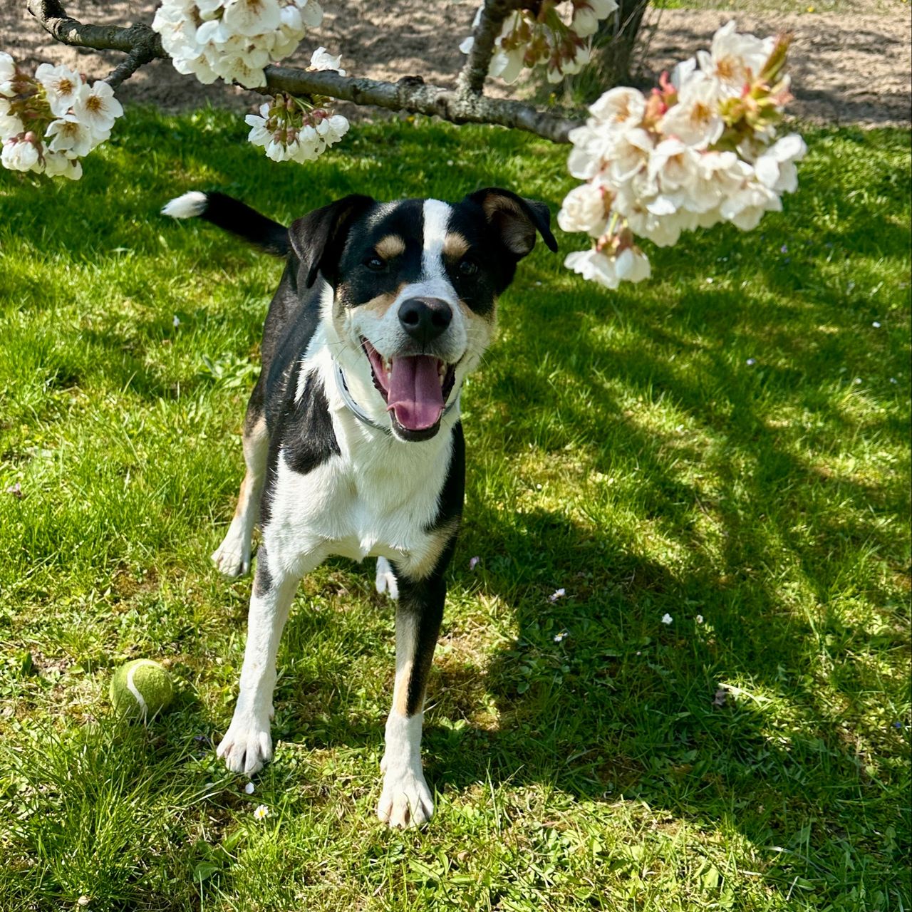 Soutěžní fotografie - Dobby,  Ostatní