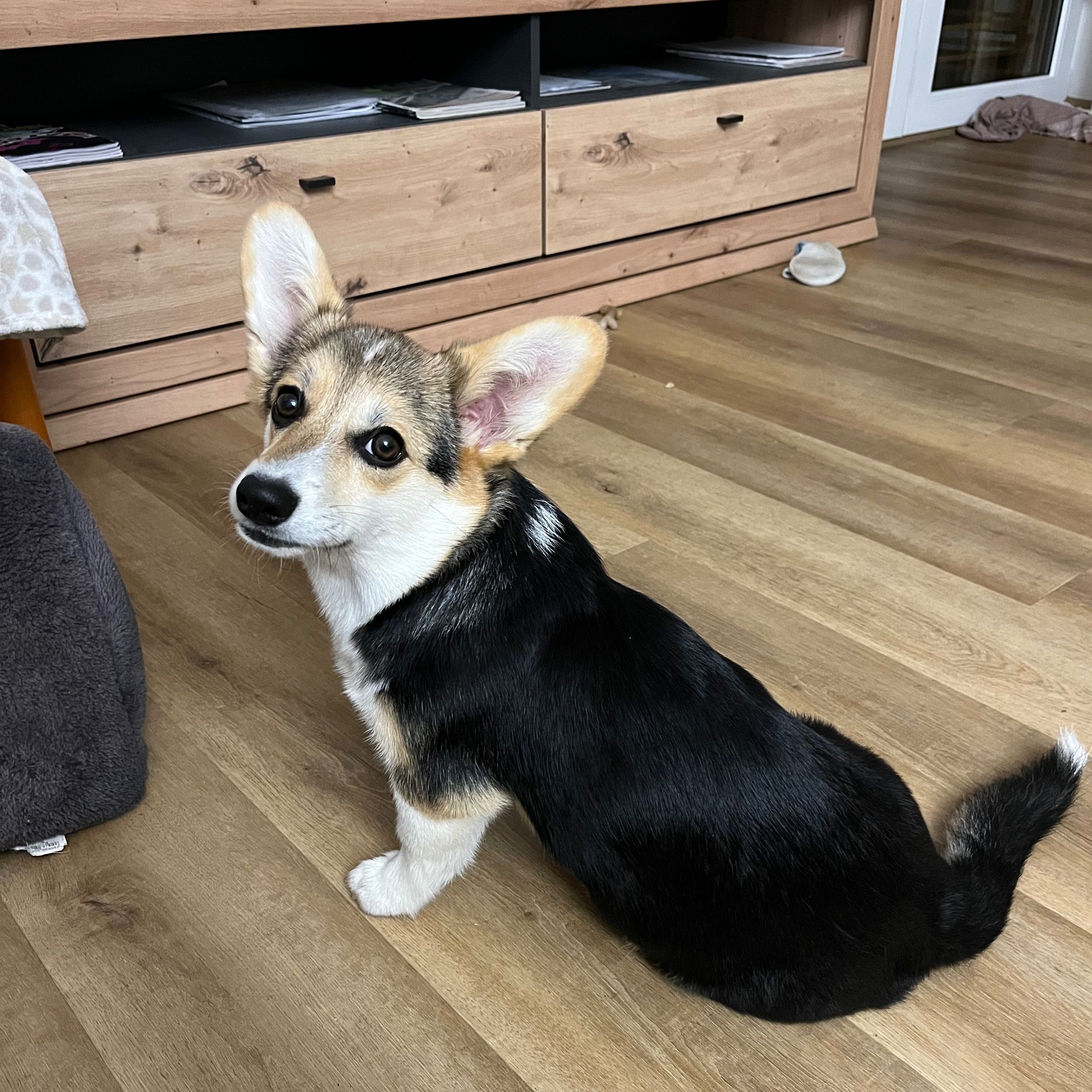 Soutěžní fotografie - Aria,  Welsh Corgi Pembroke