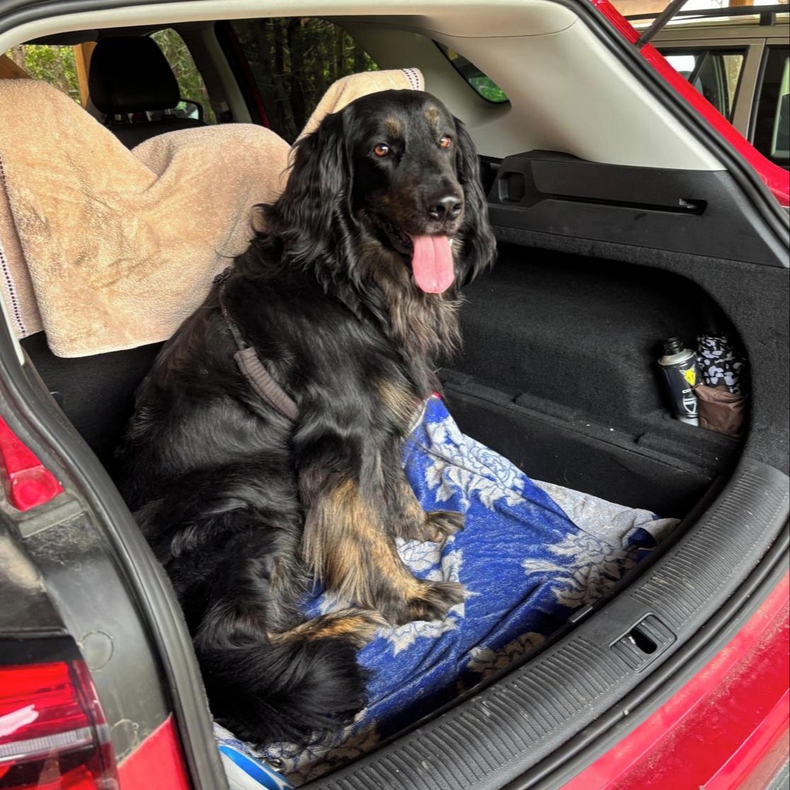 Soutěžní fotografie - Orff,  Hovawart