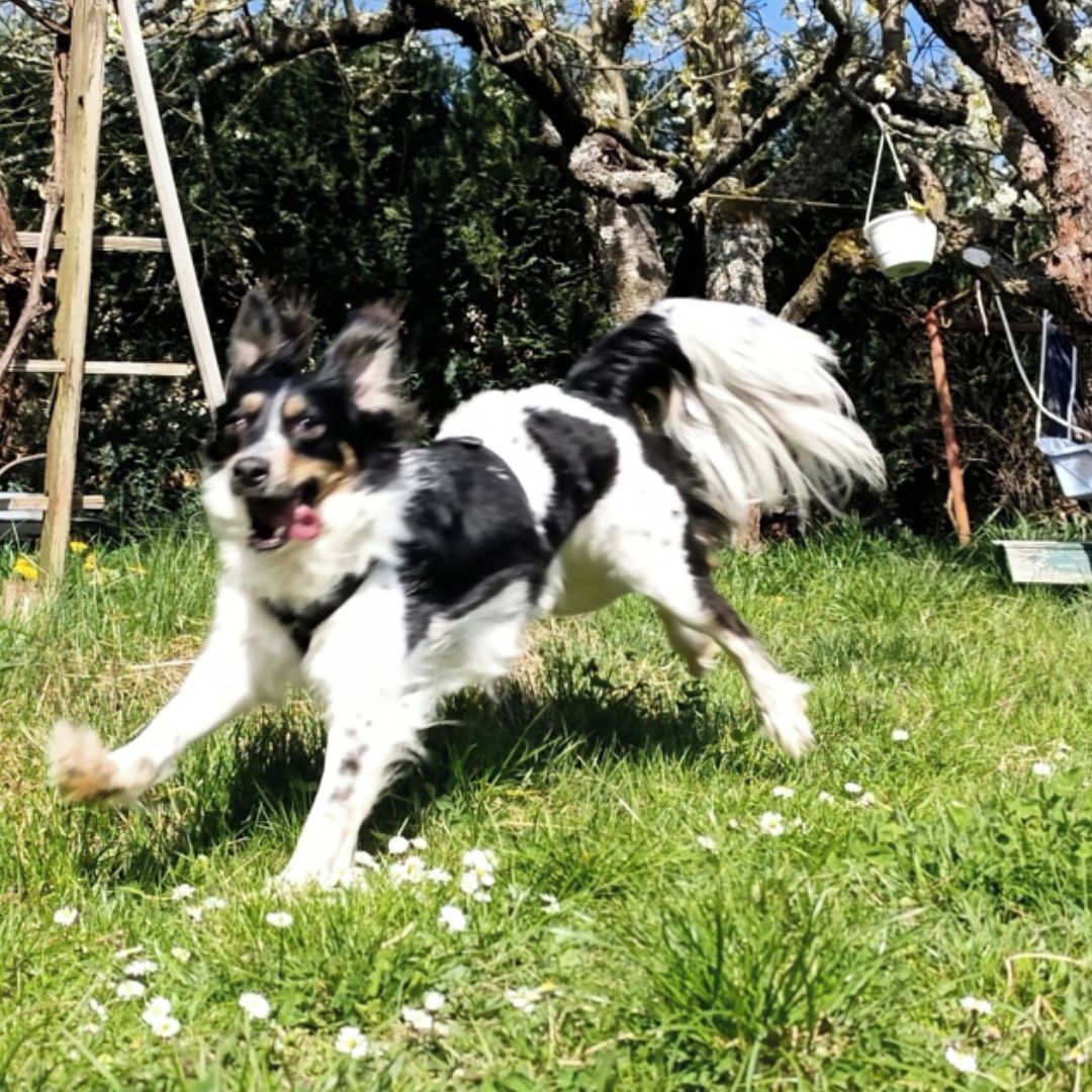 Soutěžní fotografie - Stázička,  Český strakatý pes