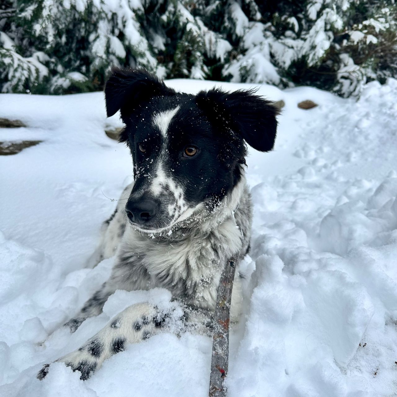 Soutěžní fotografie - Ruby,  Ostatní