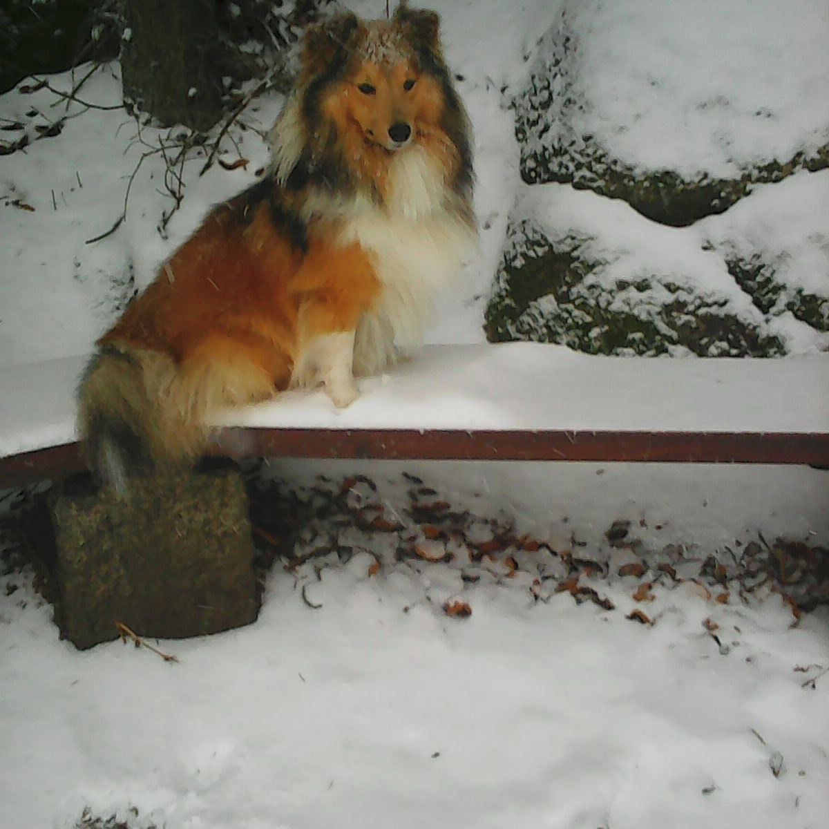 Soutěžní fotografie - Cid,  Sheltie