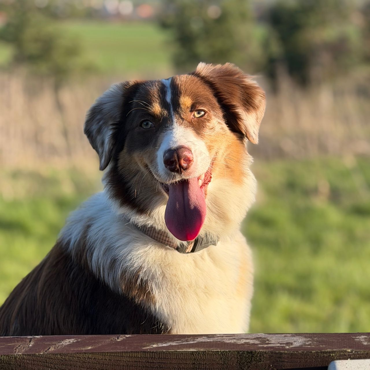 Soutěžní fotografie - Kessie,  Australský ovčák