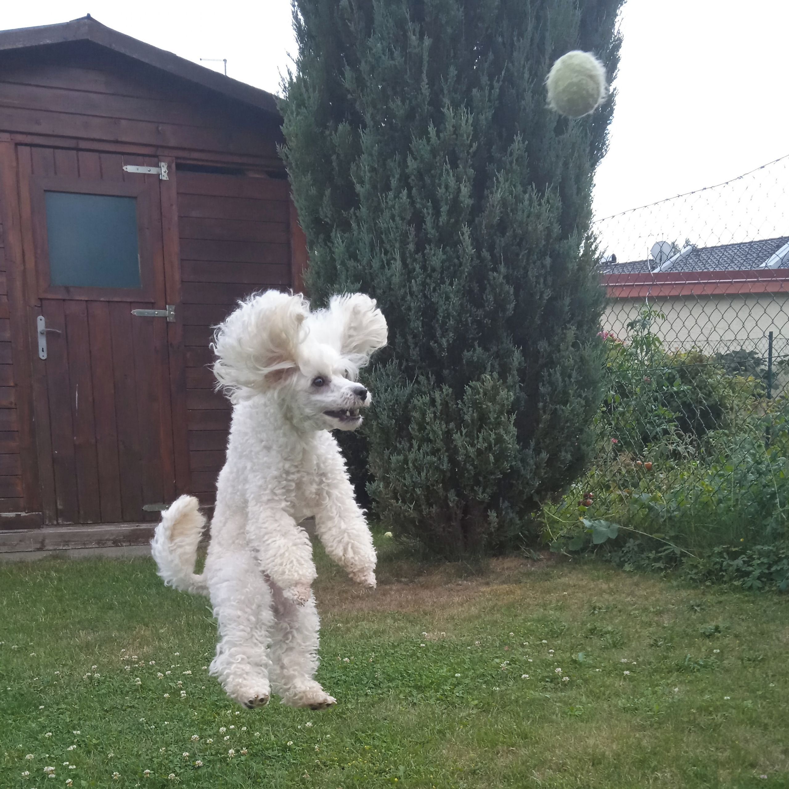 Soutěžní fotografie - Akki,  Pudl