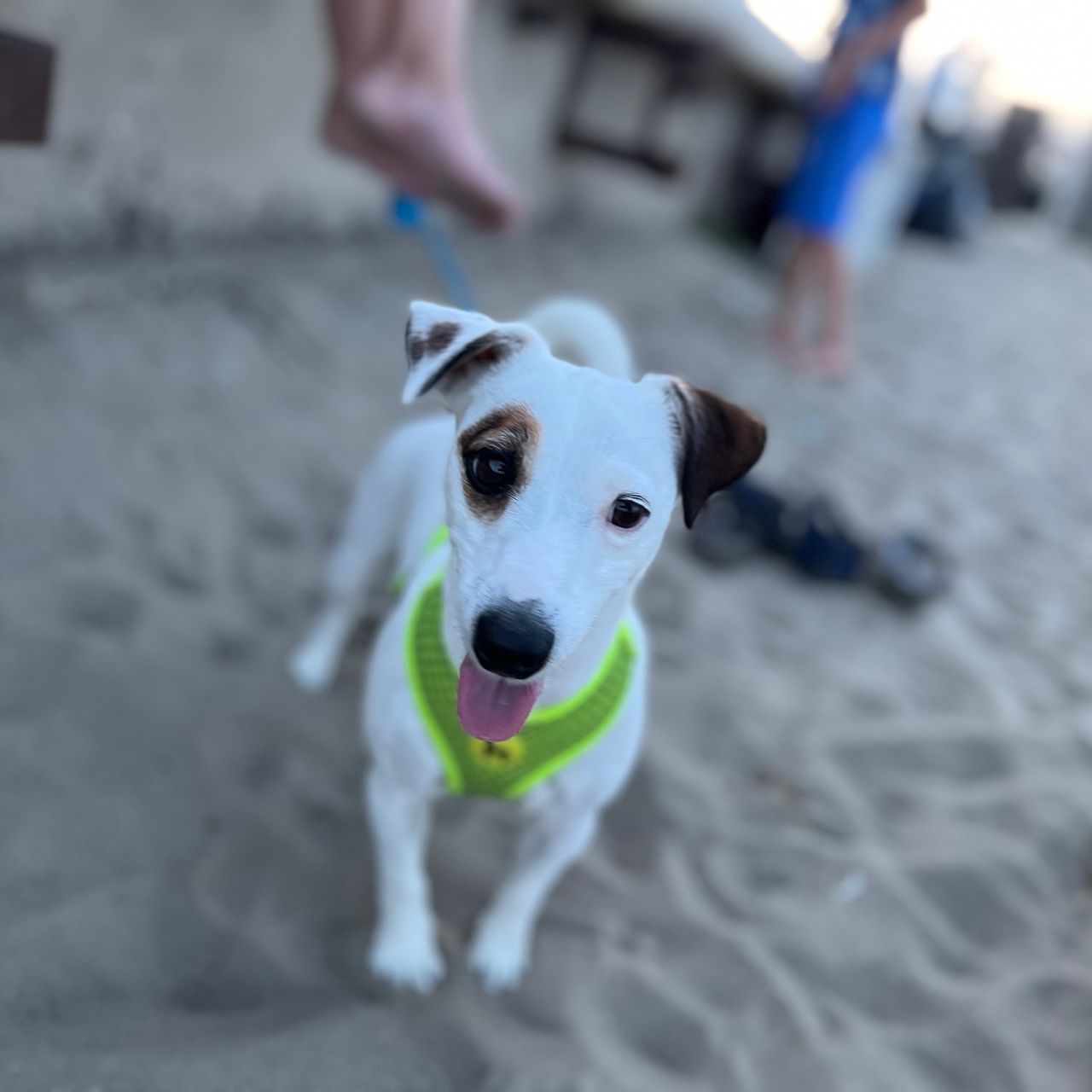 Soutěžní fotografie - Mia,  Jack Russell Teriér