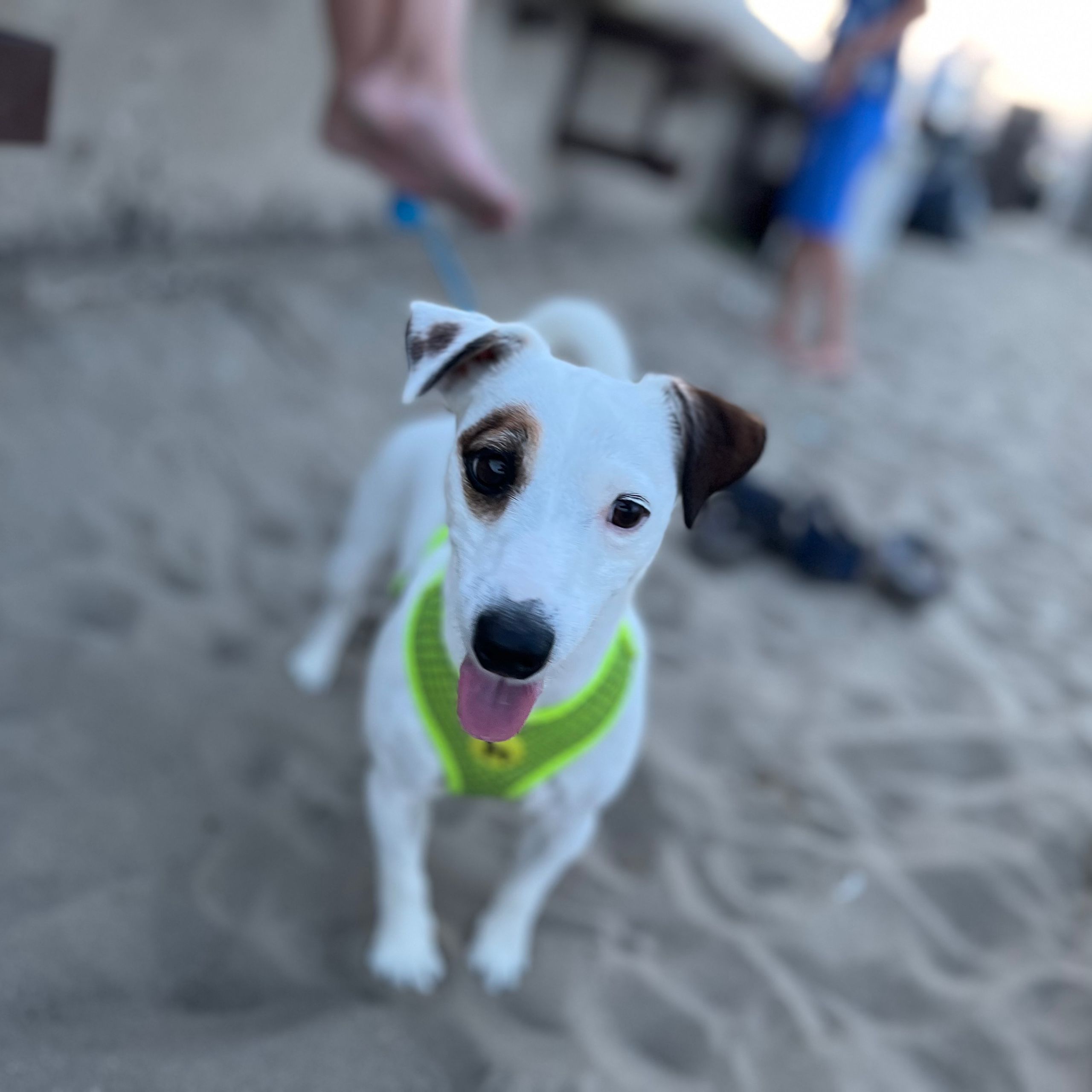 Soutěžní fotografie - Mia,  Jack Russell Teriér