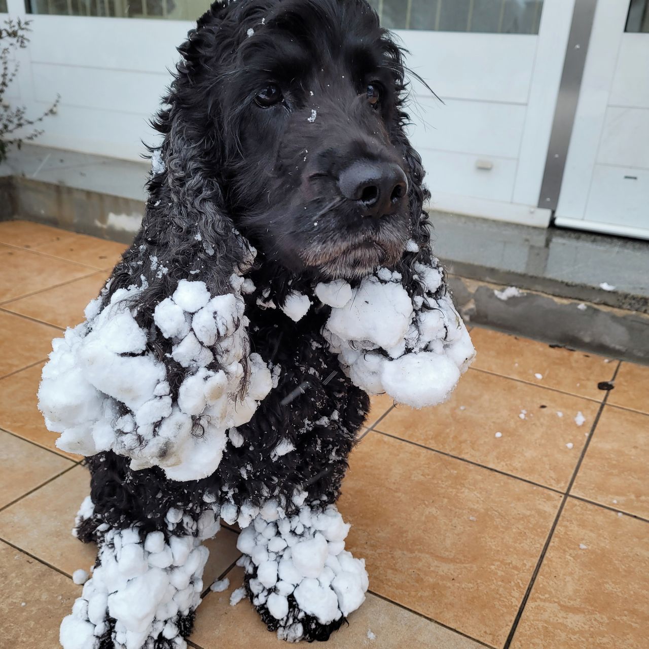 Soutěžní fotografie - Valentino Rossi,  Anglický kokršpaněl