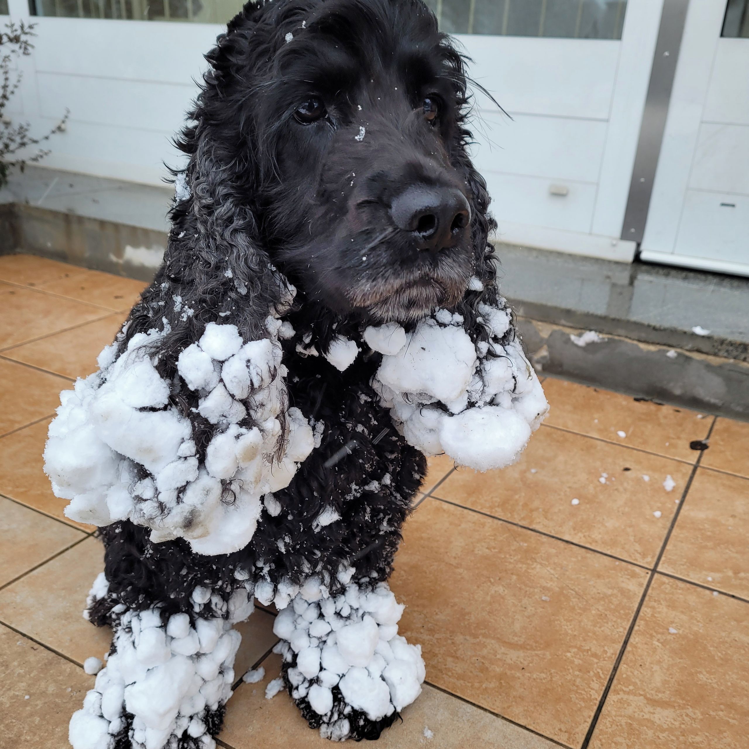 Soutěžní fotografie - Valentino Rossi,  Anglický kokršpaněl