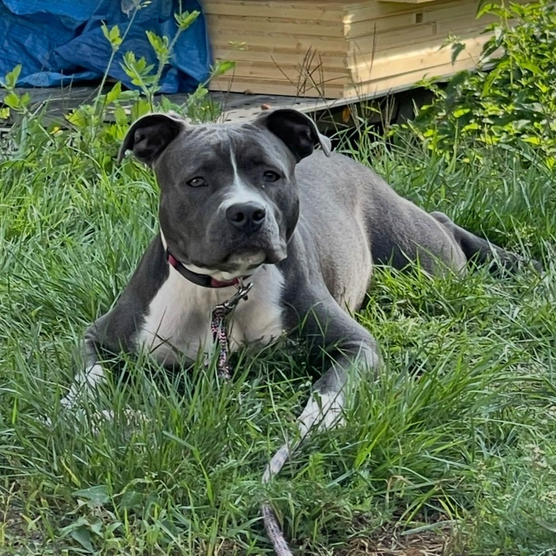 Soutěžní fotografie - Mia,  Americký stafordširský terier