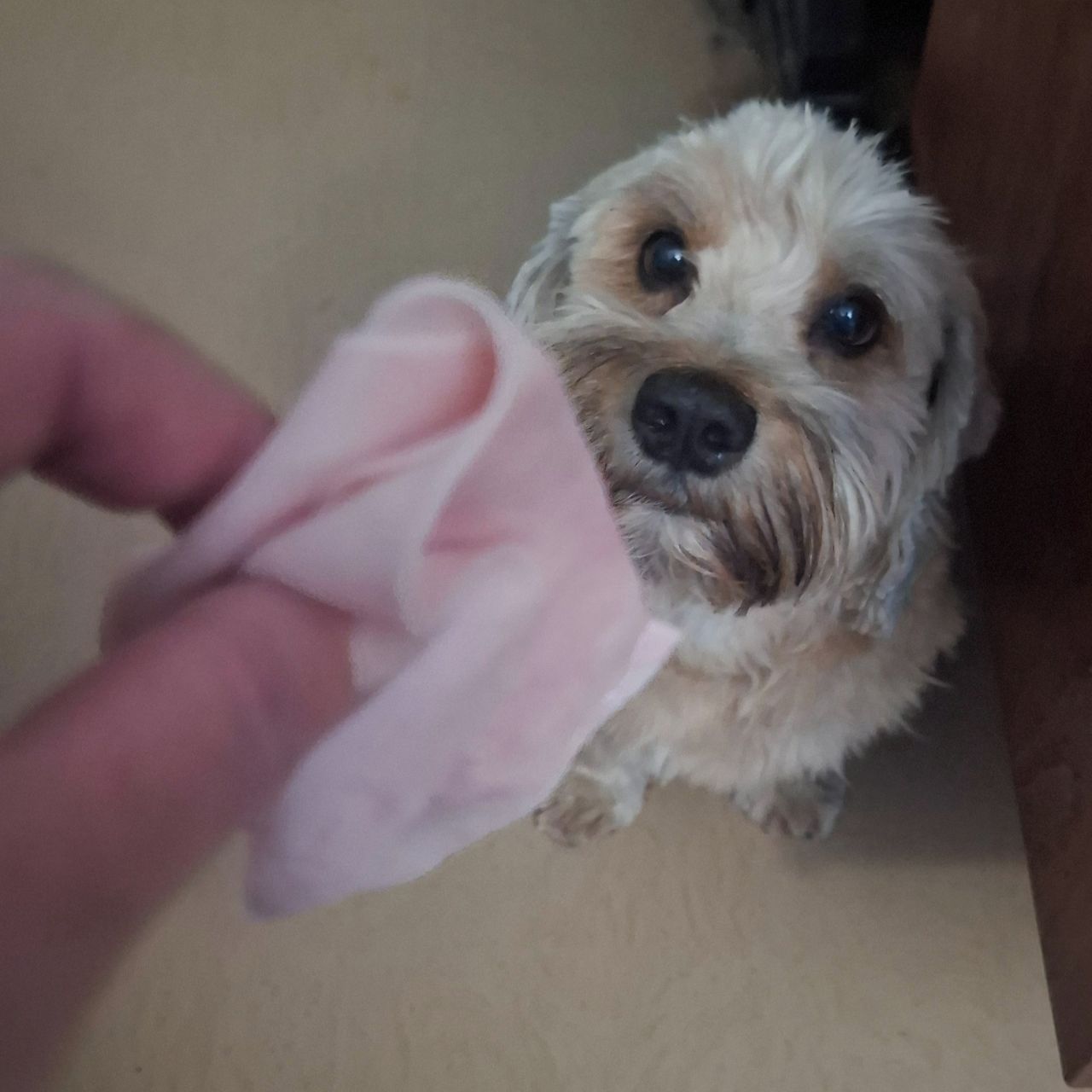 Soutěžní fotografie - Samík,  Ostatní