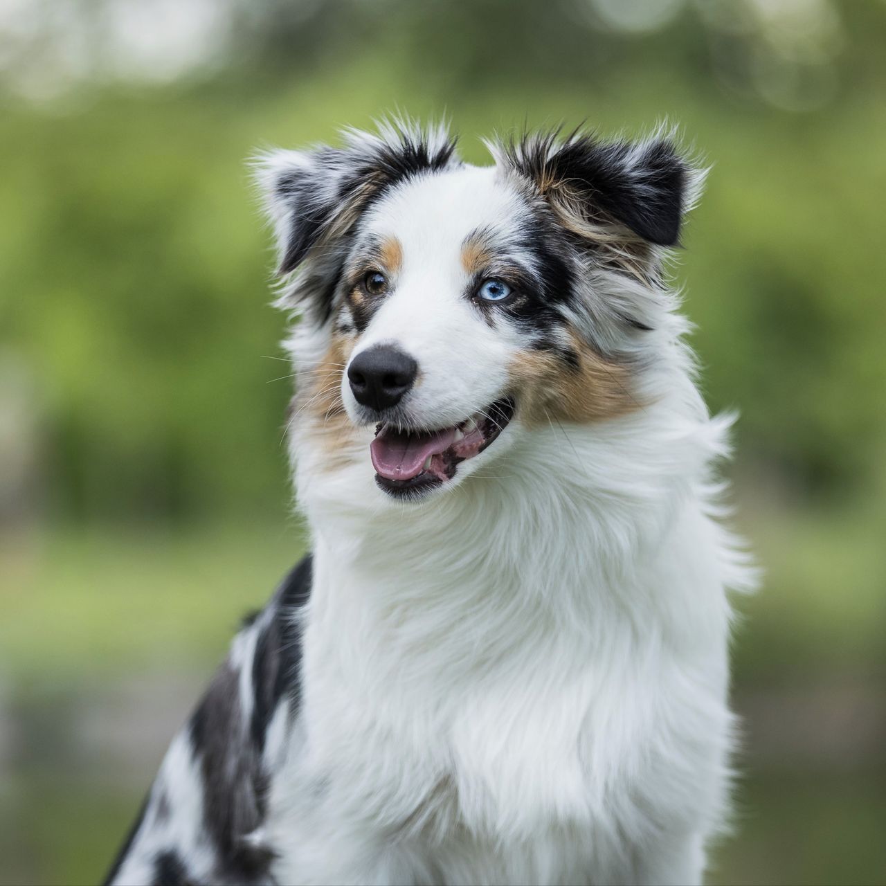 Soutěžní fotografie - Nessie,  Australský ovčák