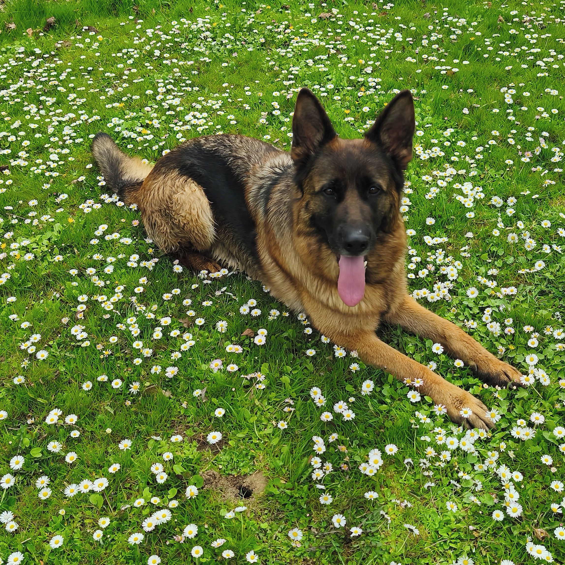 Soutěžní fotografie - Julie z Agiru,  Německý ovčák