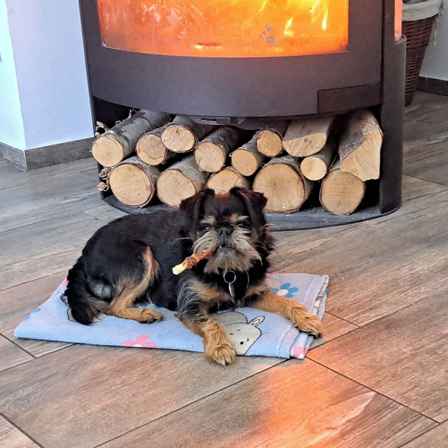 Soutěžní fotografie - Bailey,  Ostatní