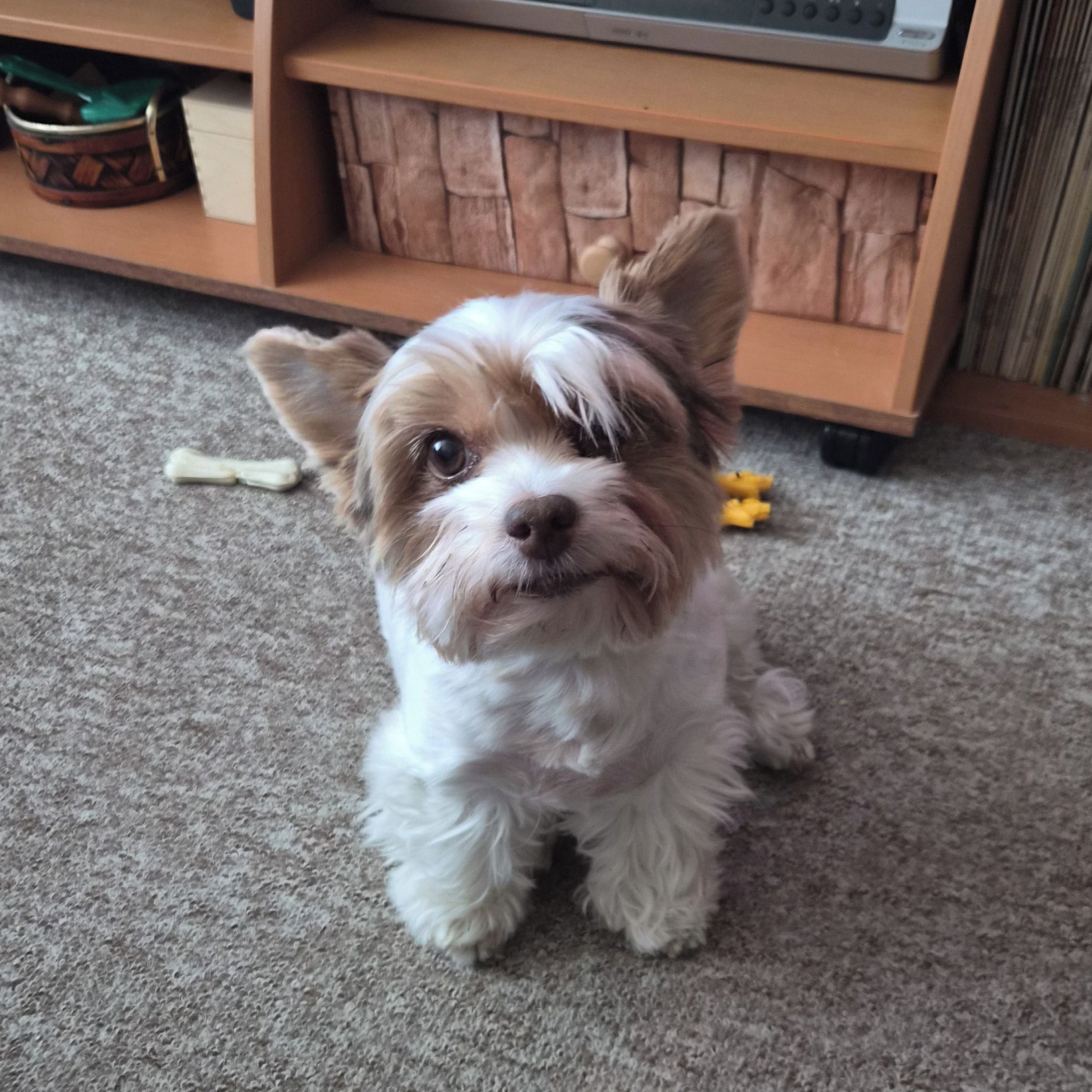 Soutěžní fotografie - Niky,  Yorkšírský terier