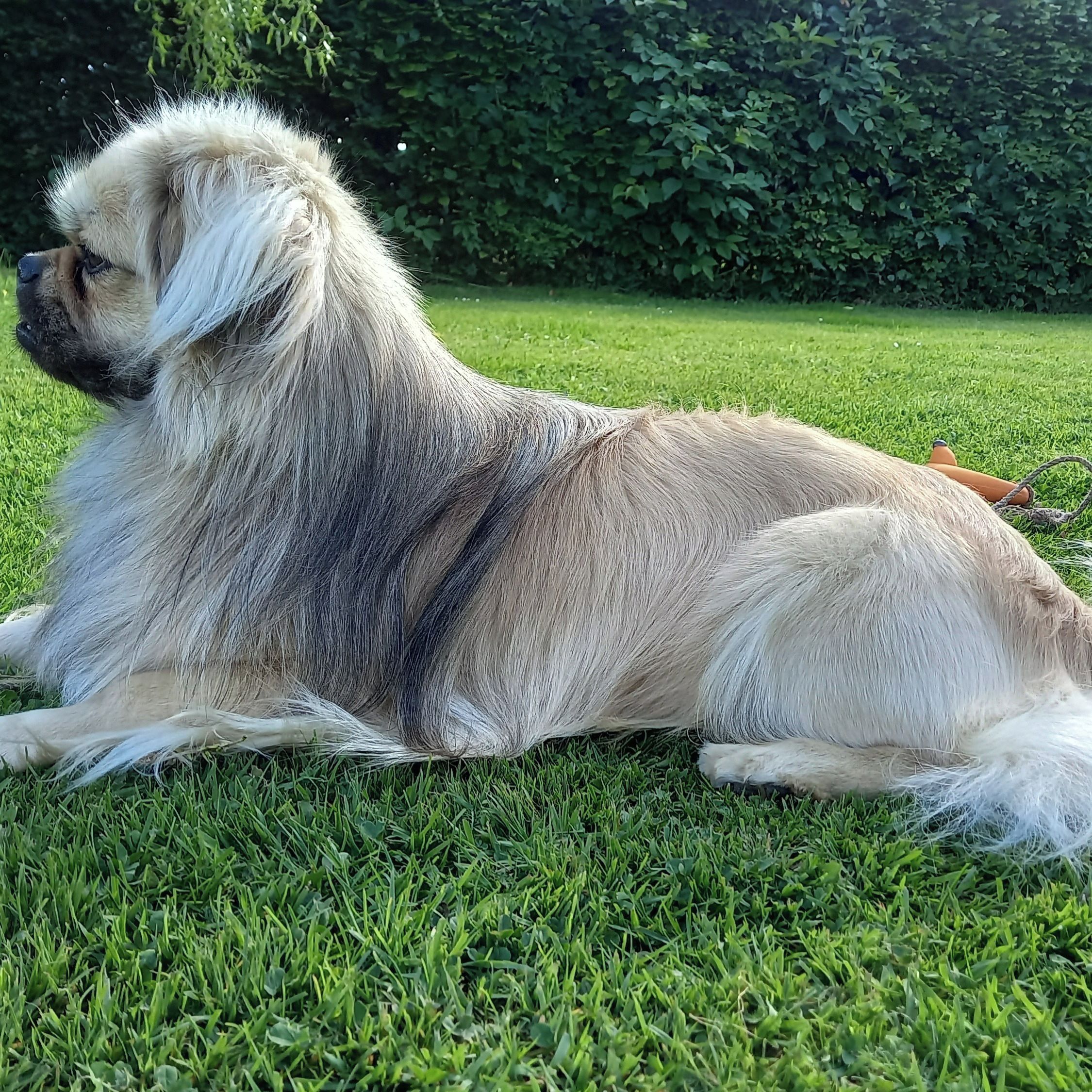 Soutěžní fotografie - Timy,  Tibetský španěl