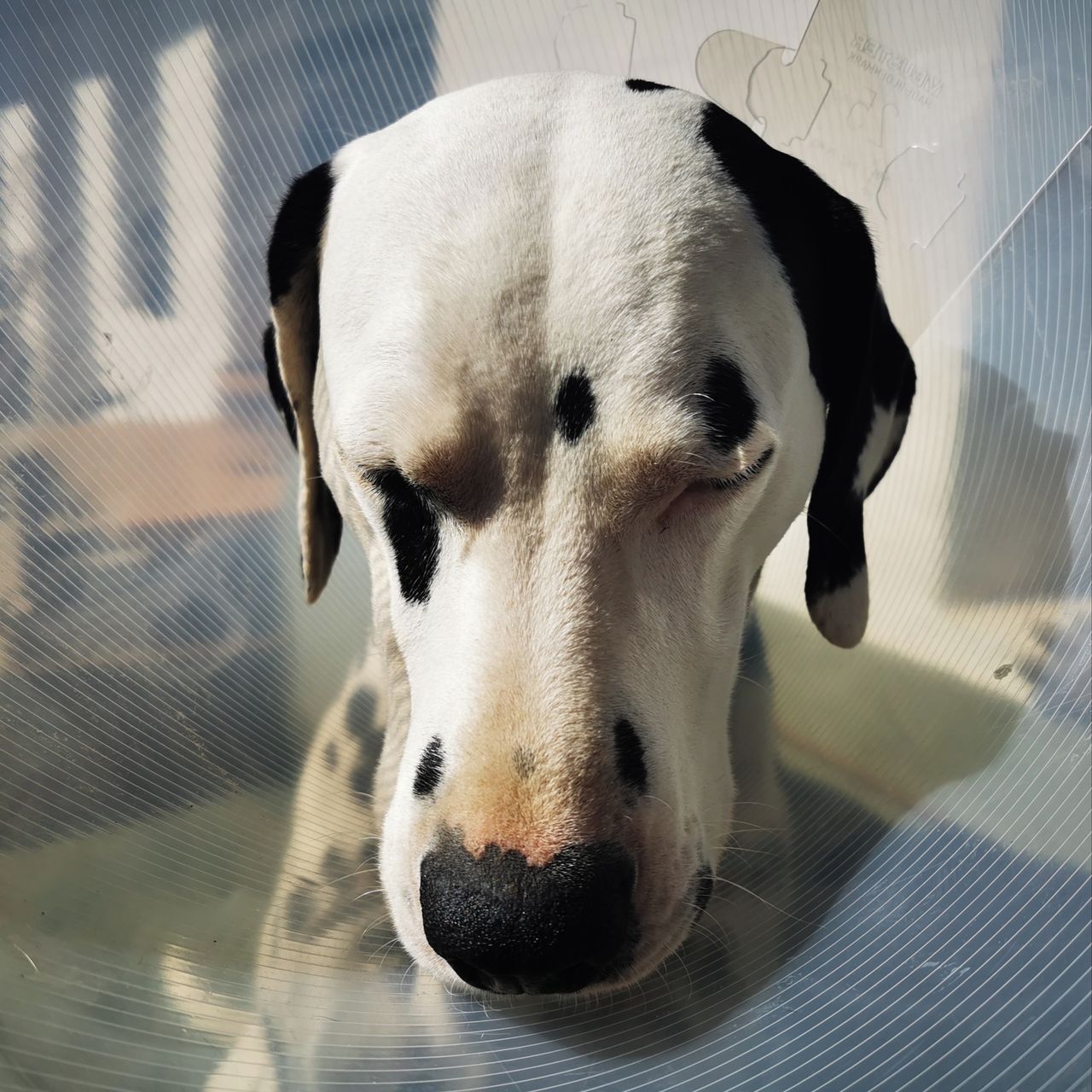 Soutěžní fotografie - Pluto,  Dalmatin