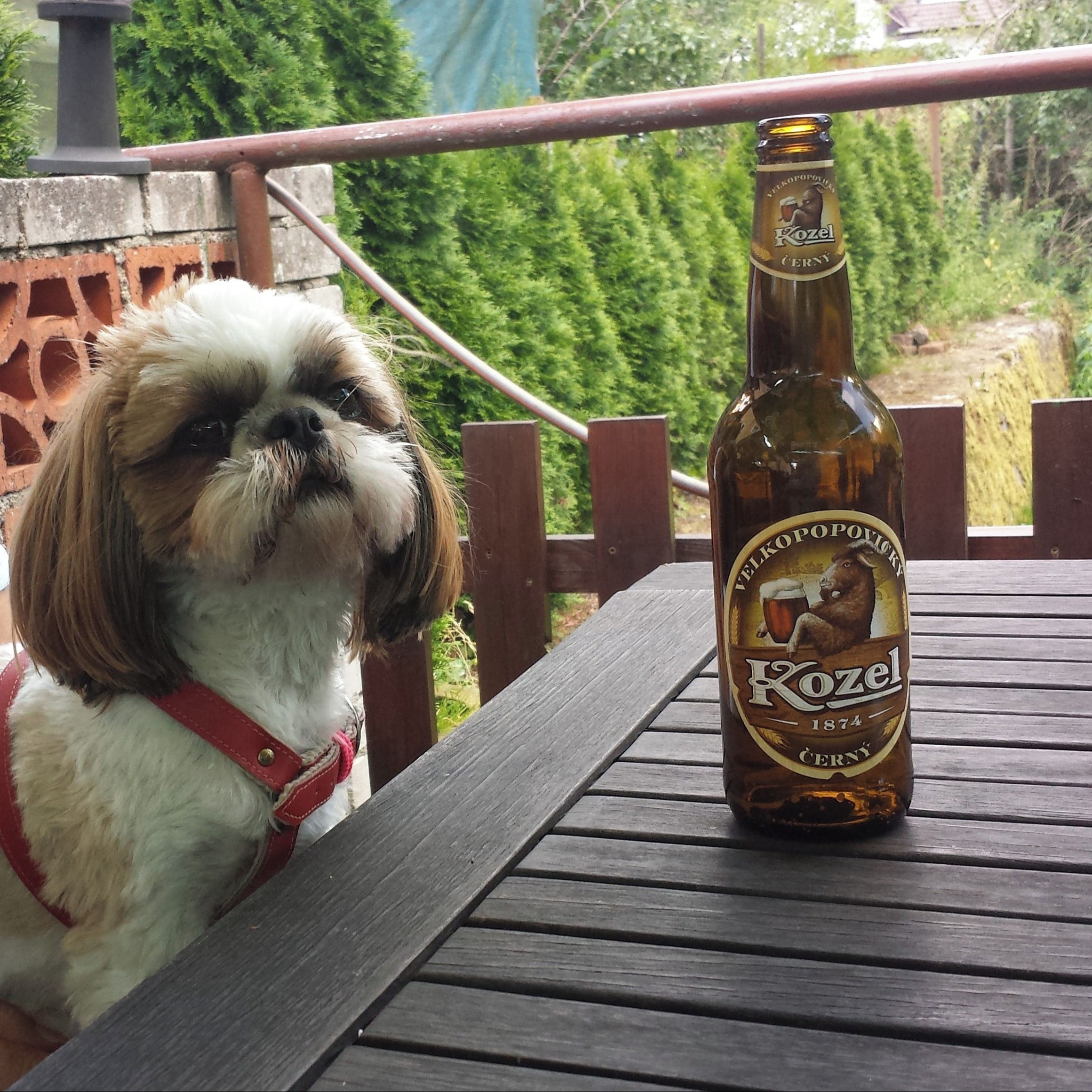 Soutěžní fotografie - IRISKA,  Shih-tzu